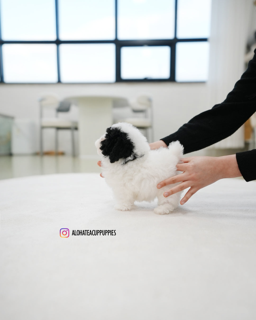 Rocky [TEACUP POODLE]