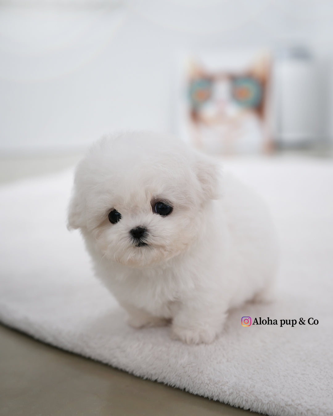 May [TEACUP BICHON]
