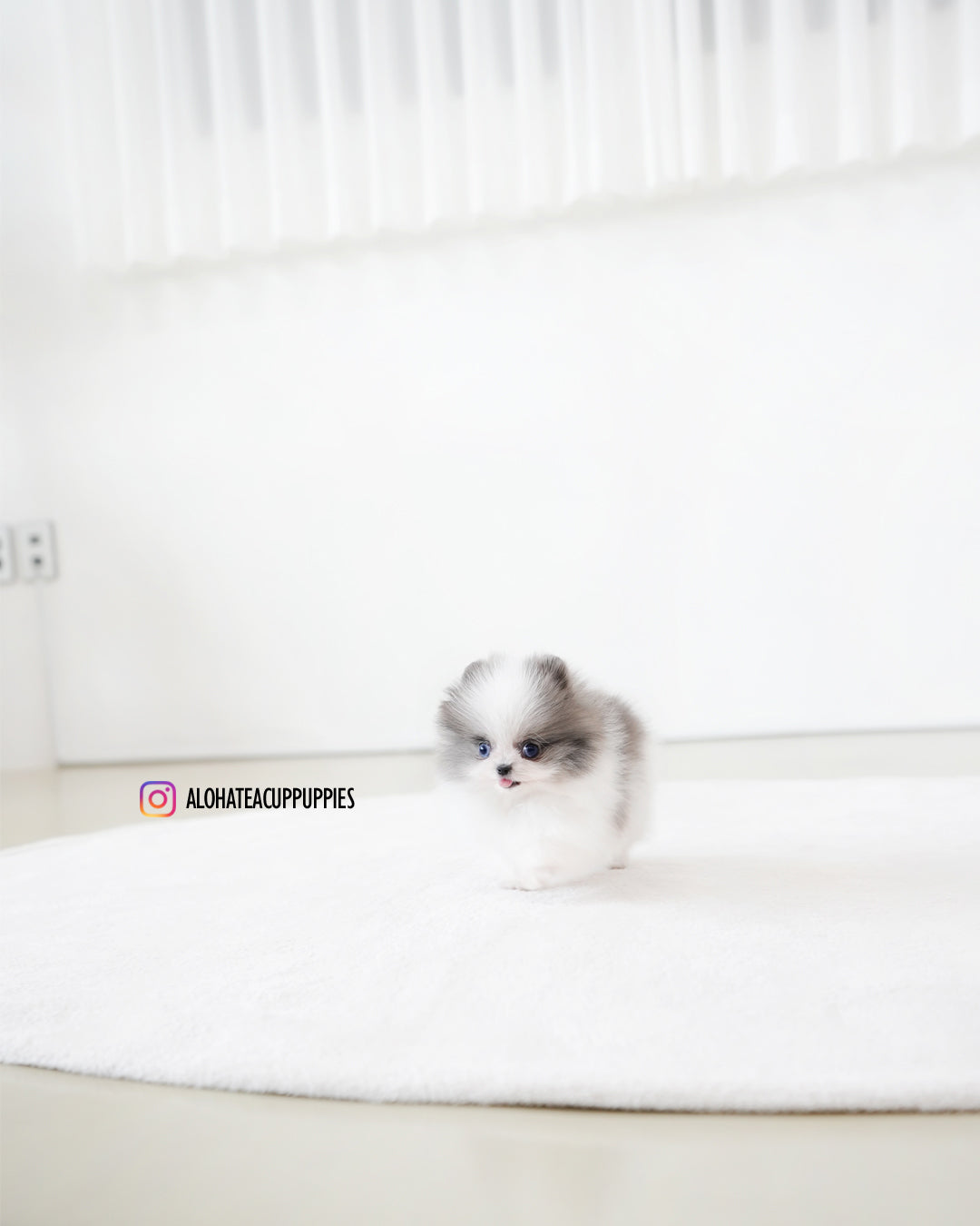 Prada [POMERANIA TAZA DE TÉ]