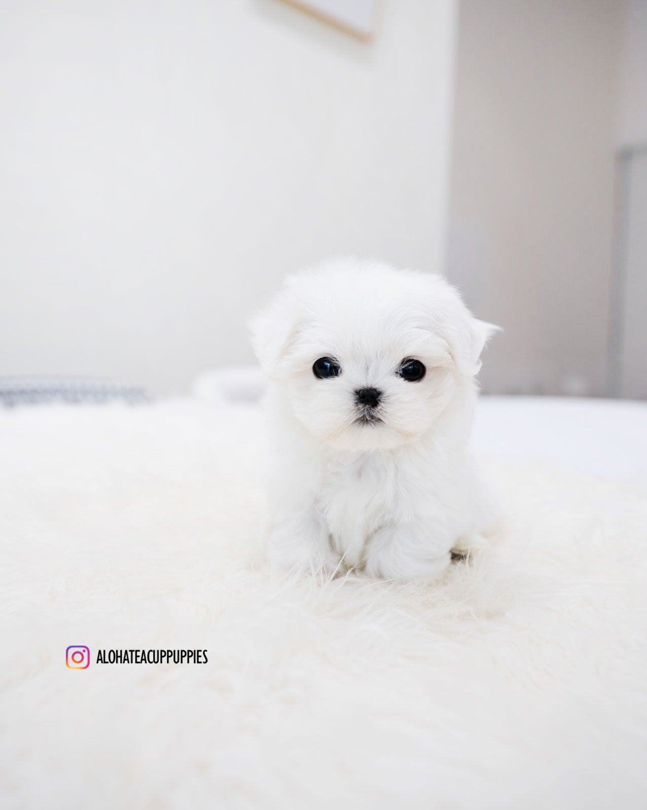 Ocean [TEACUP MALTESE]