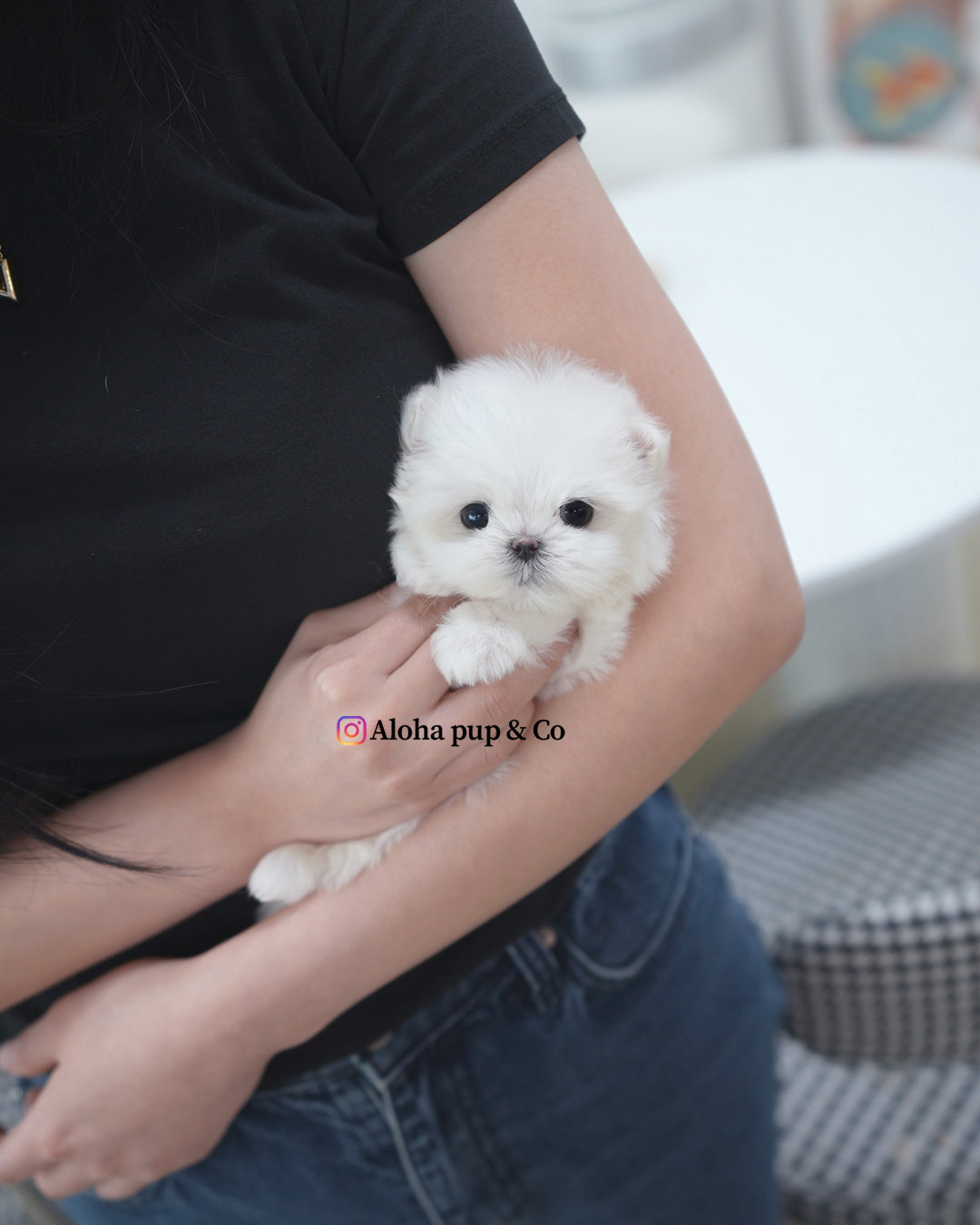 Mia [TEACUP MALTESE]