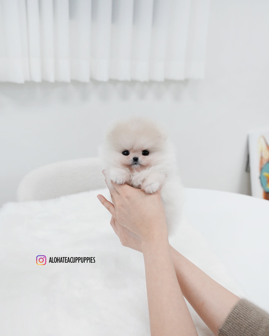 Sam [POMERANIA TAZA DE TÉ]