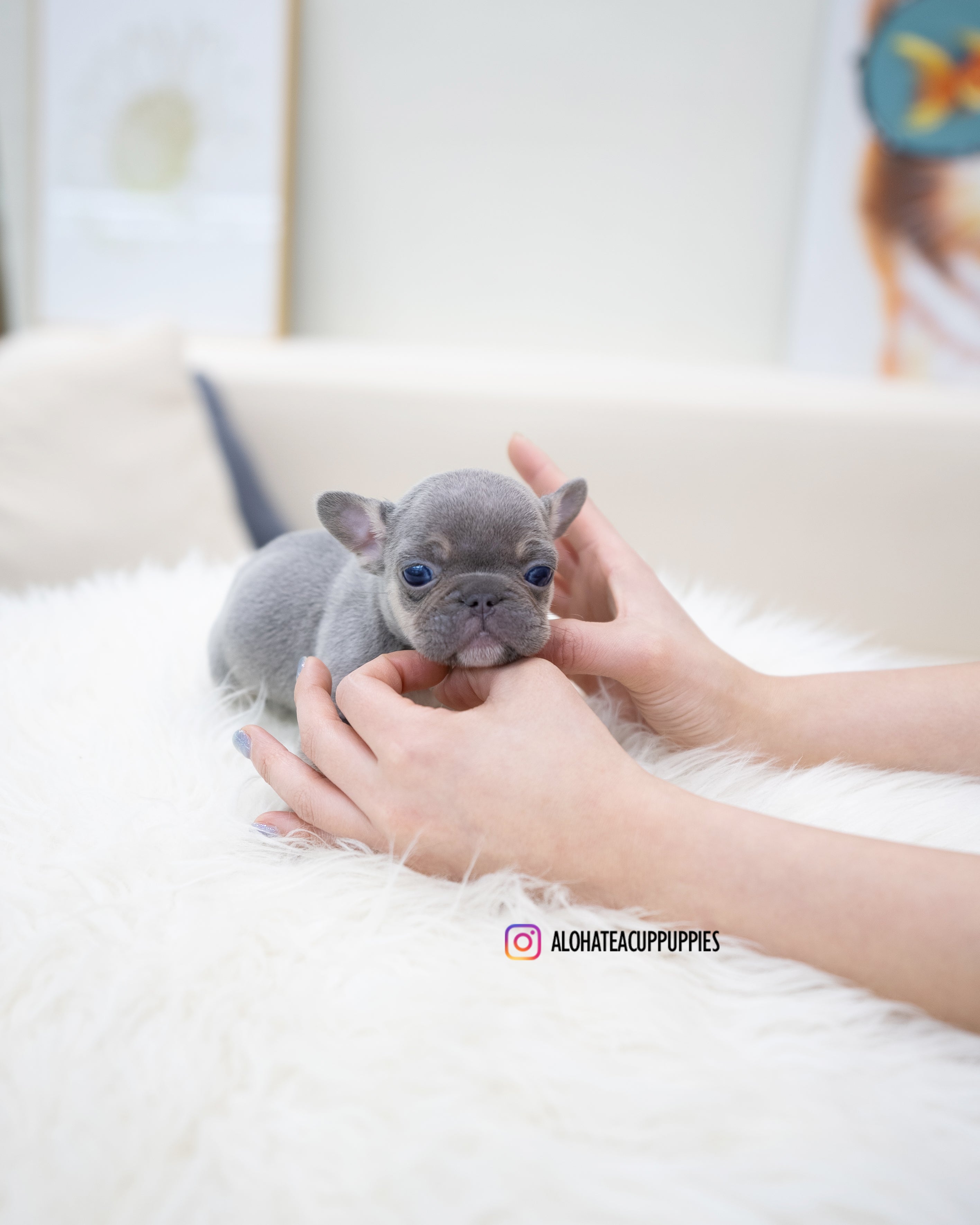 Gary [TEACUP FRENCH]