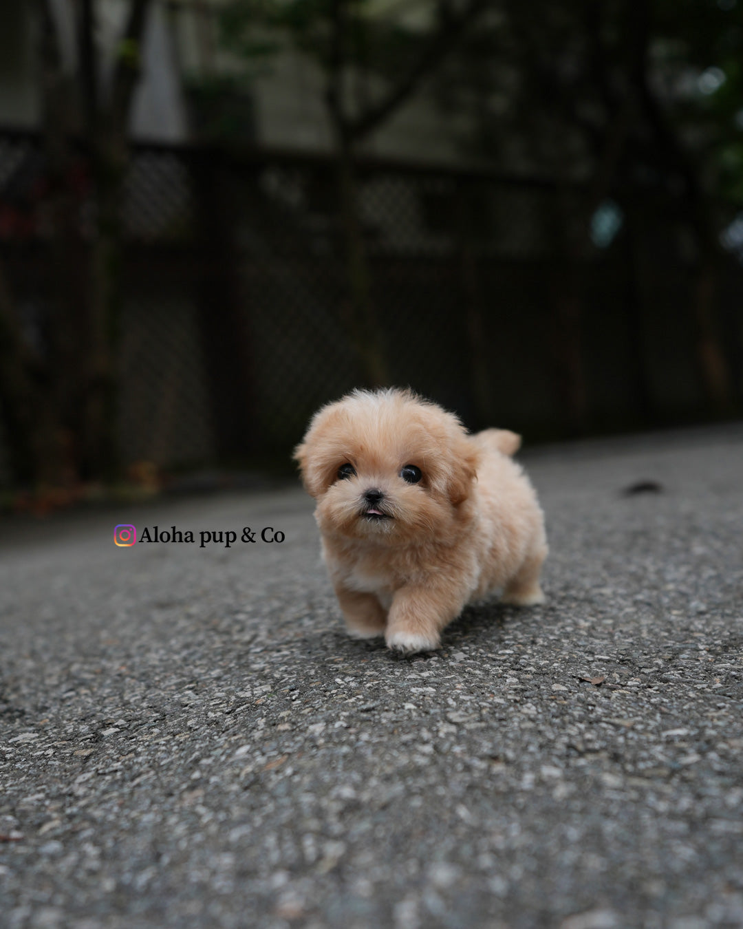 Paco [TEACUP MALTIPOO]