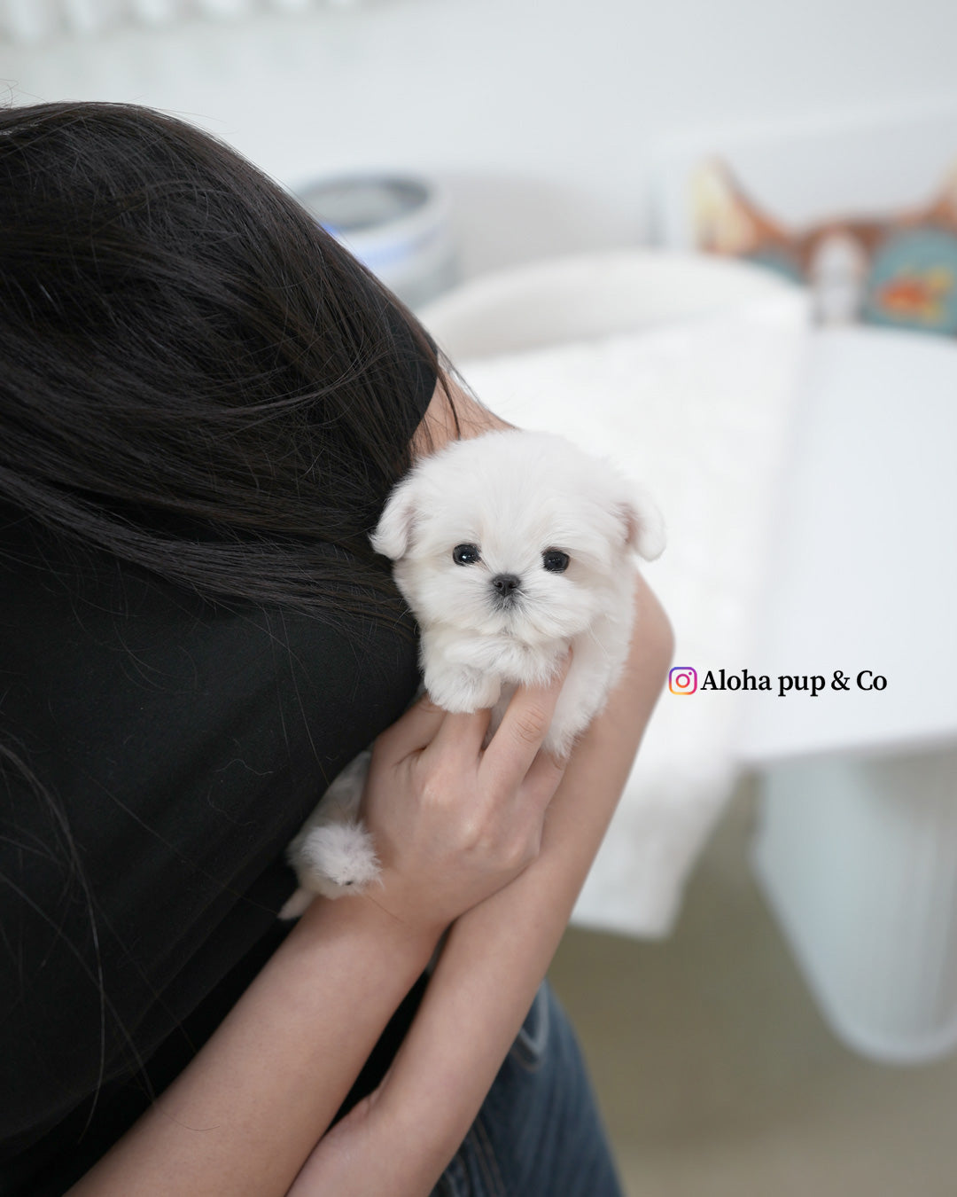 Lumi [TEACUP MALTESE]