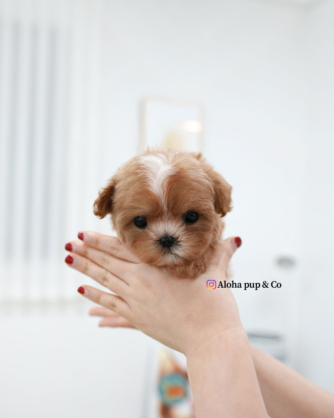 Zeno [TEACUP MALTIPOO]