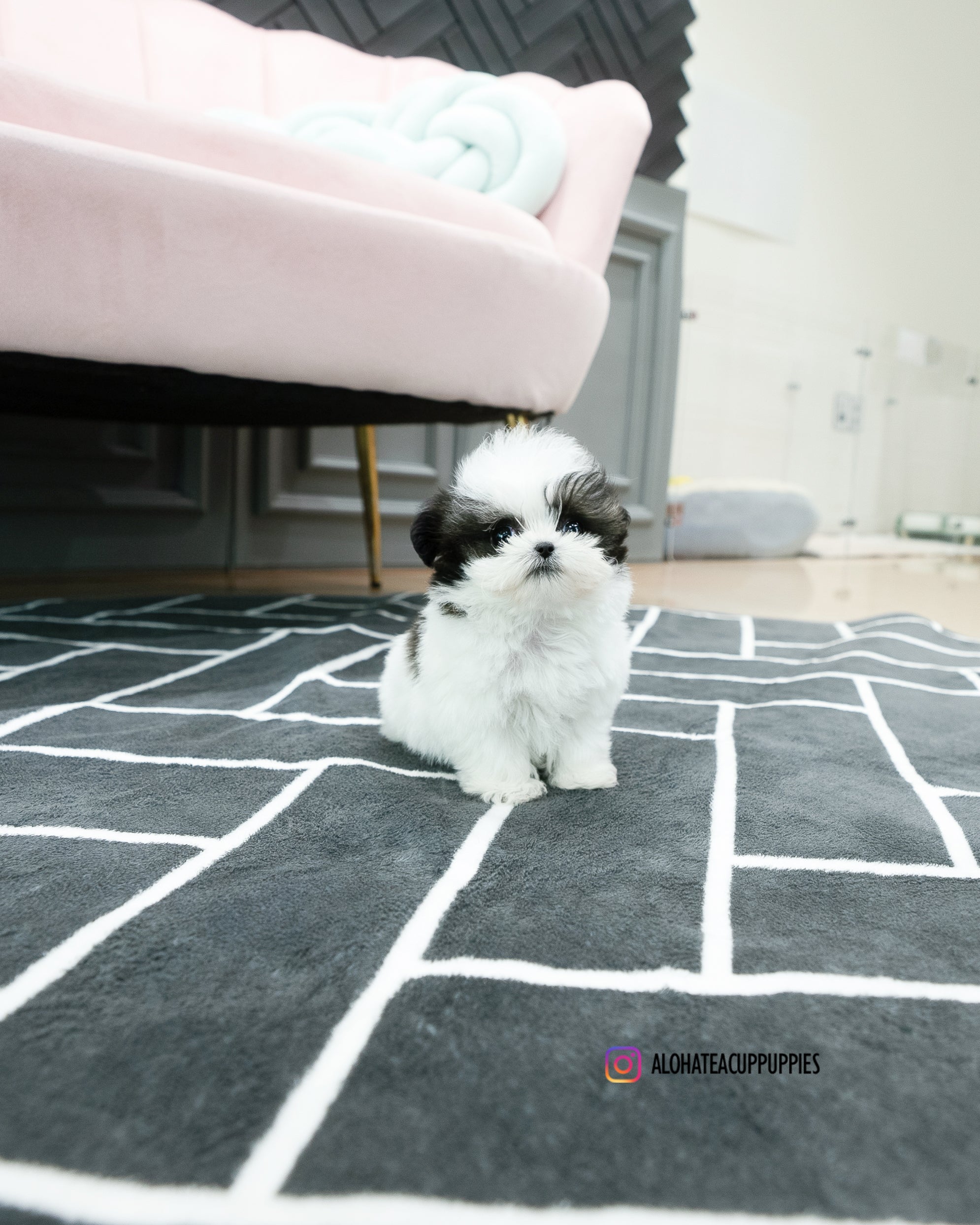 Colin [TEACUP MALTIPOO]