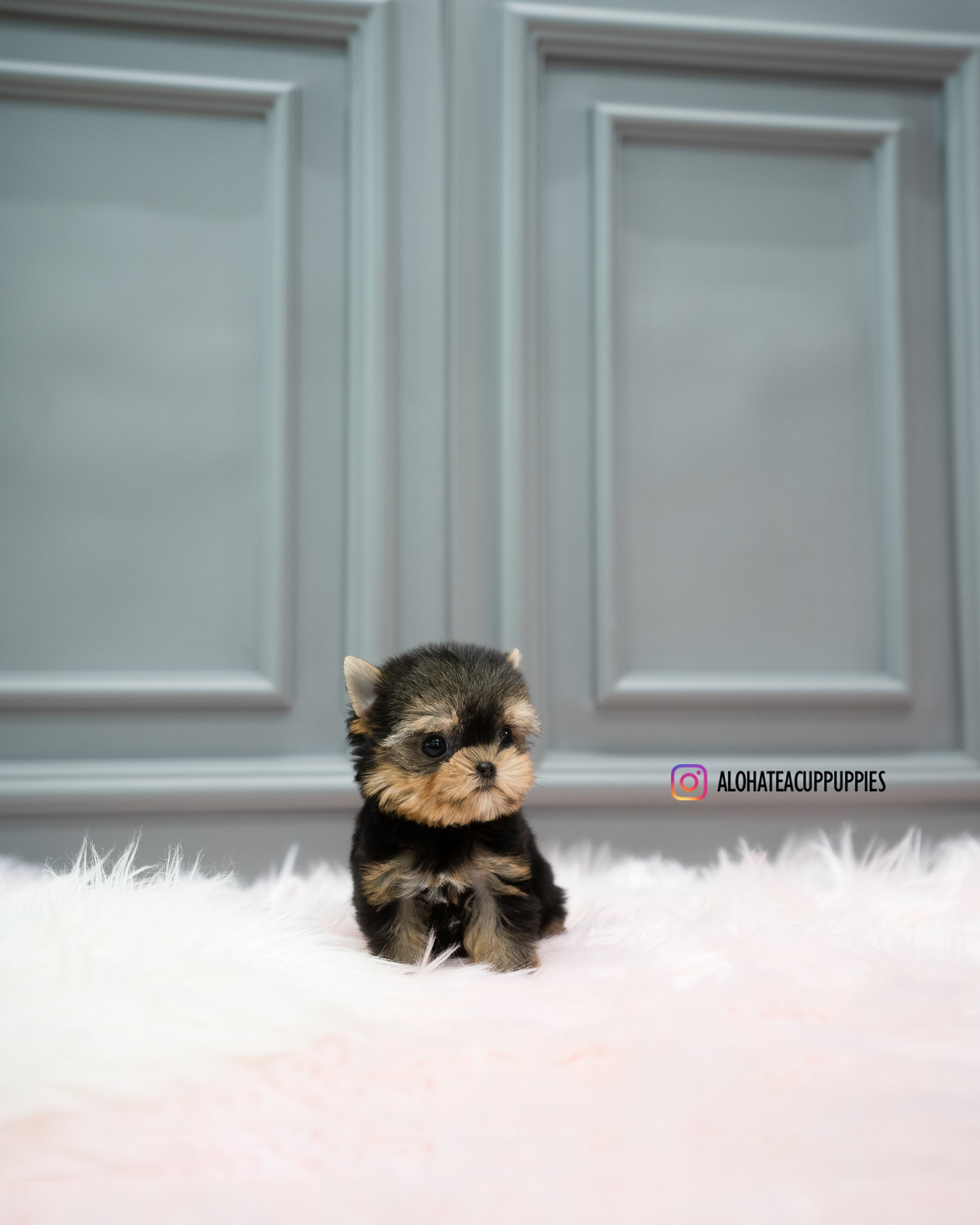 Cherry [TEACUP YORKIE]