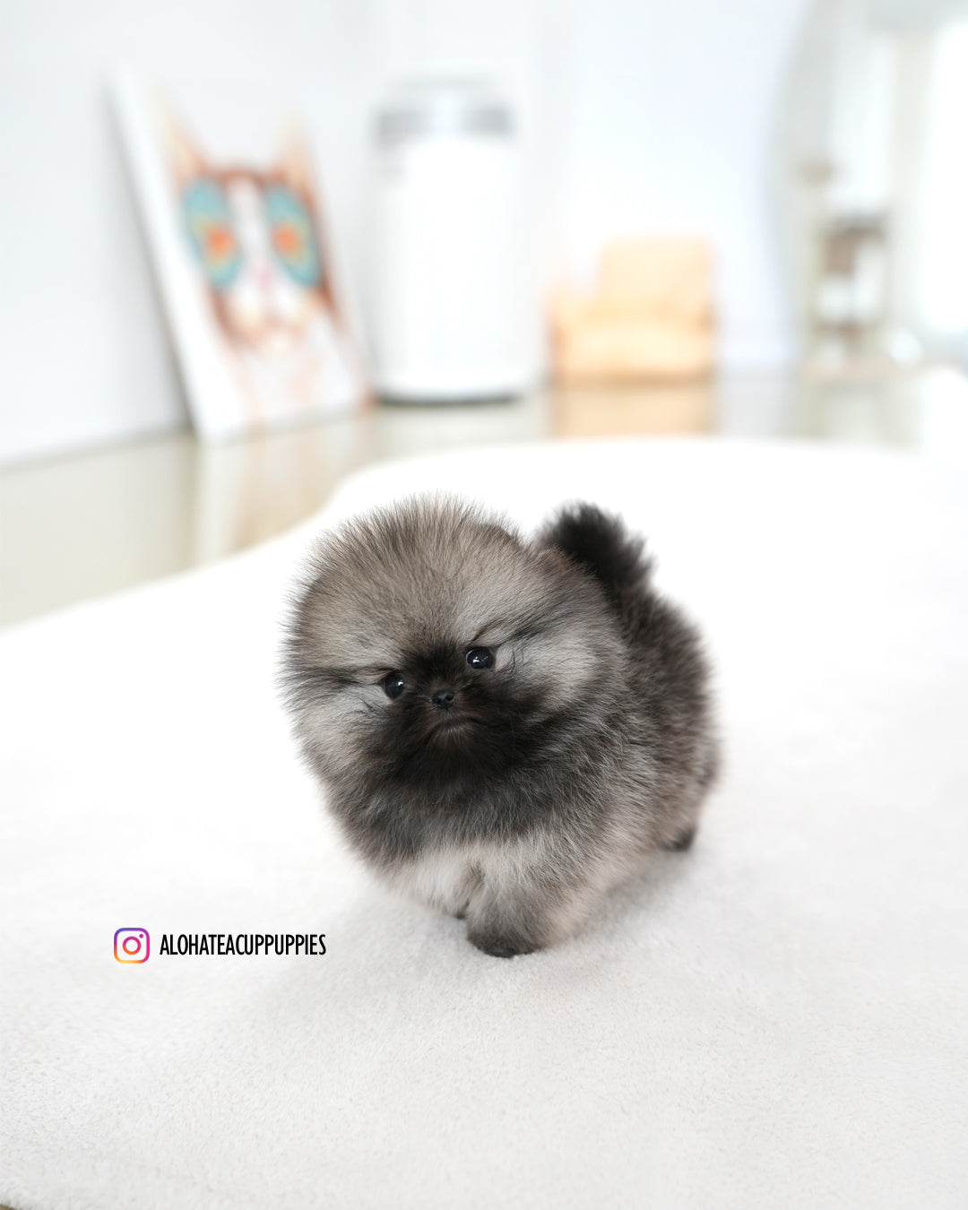 Theo [POMERANIA TAZA DE TÉ]