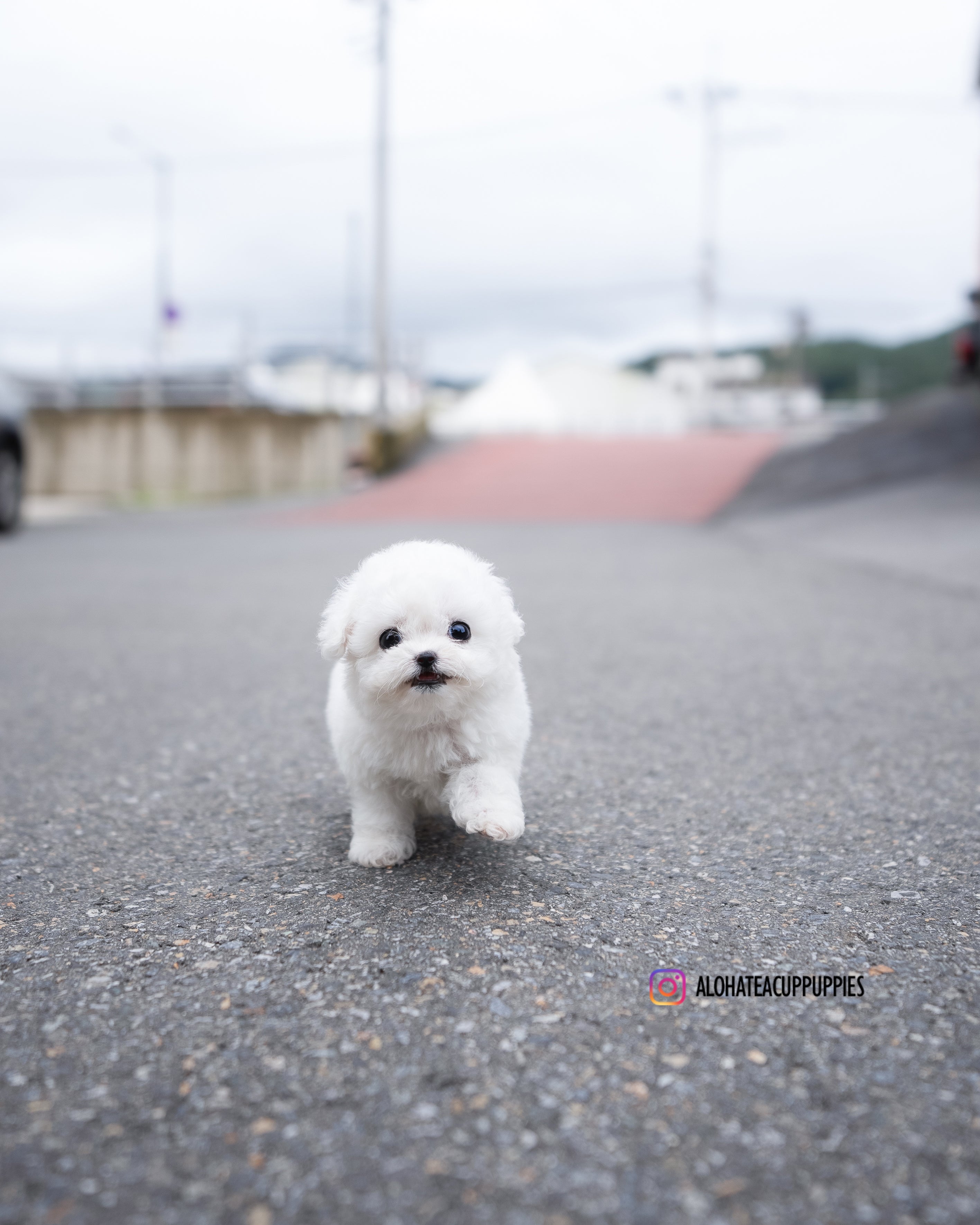 Cody [TEACUP BICHON]
