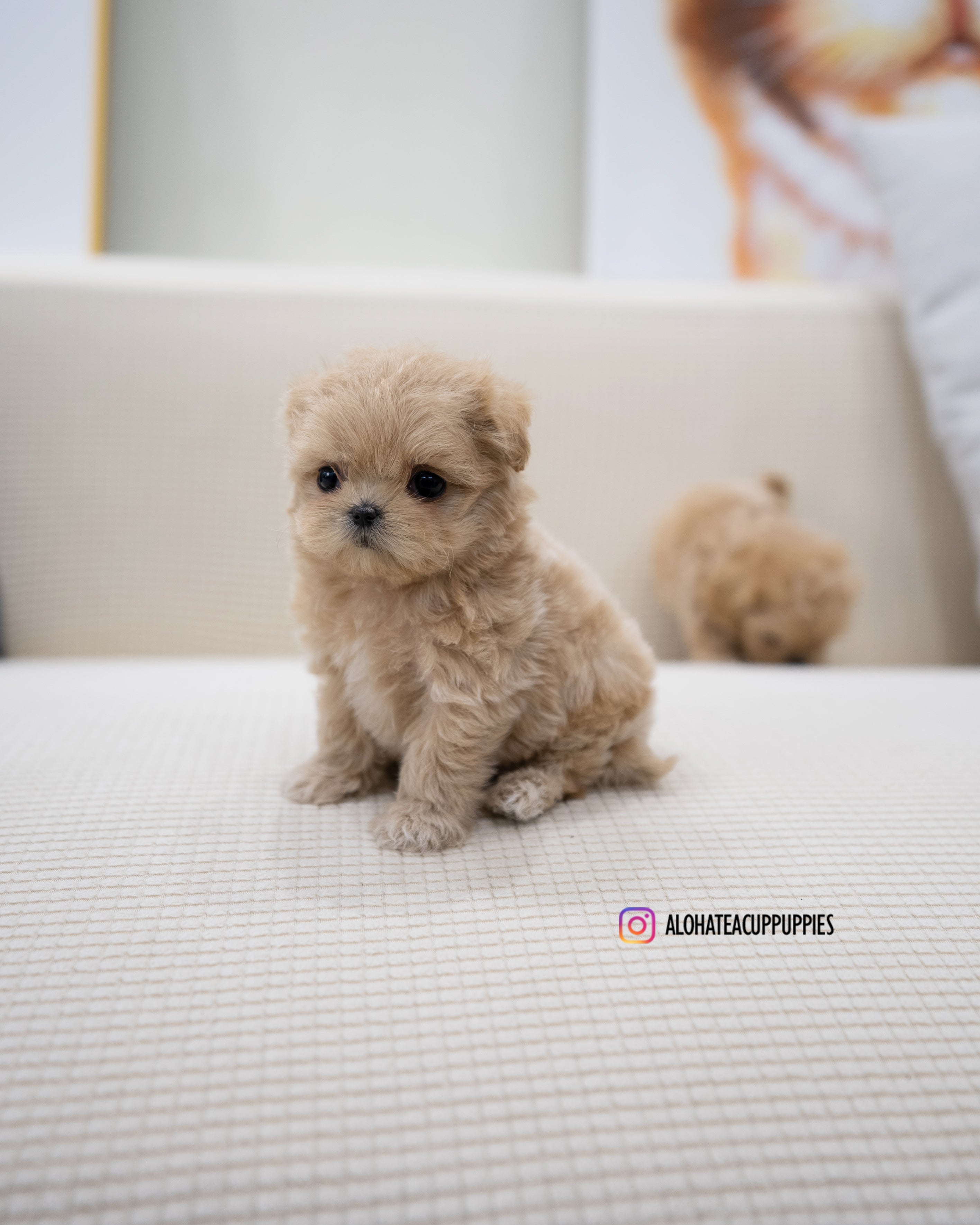 Wayne [TEACUP MALTIPOO]