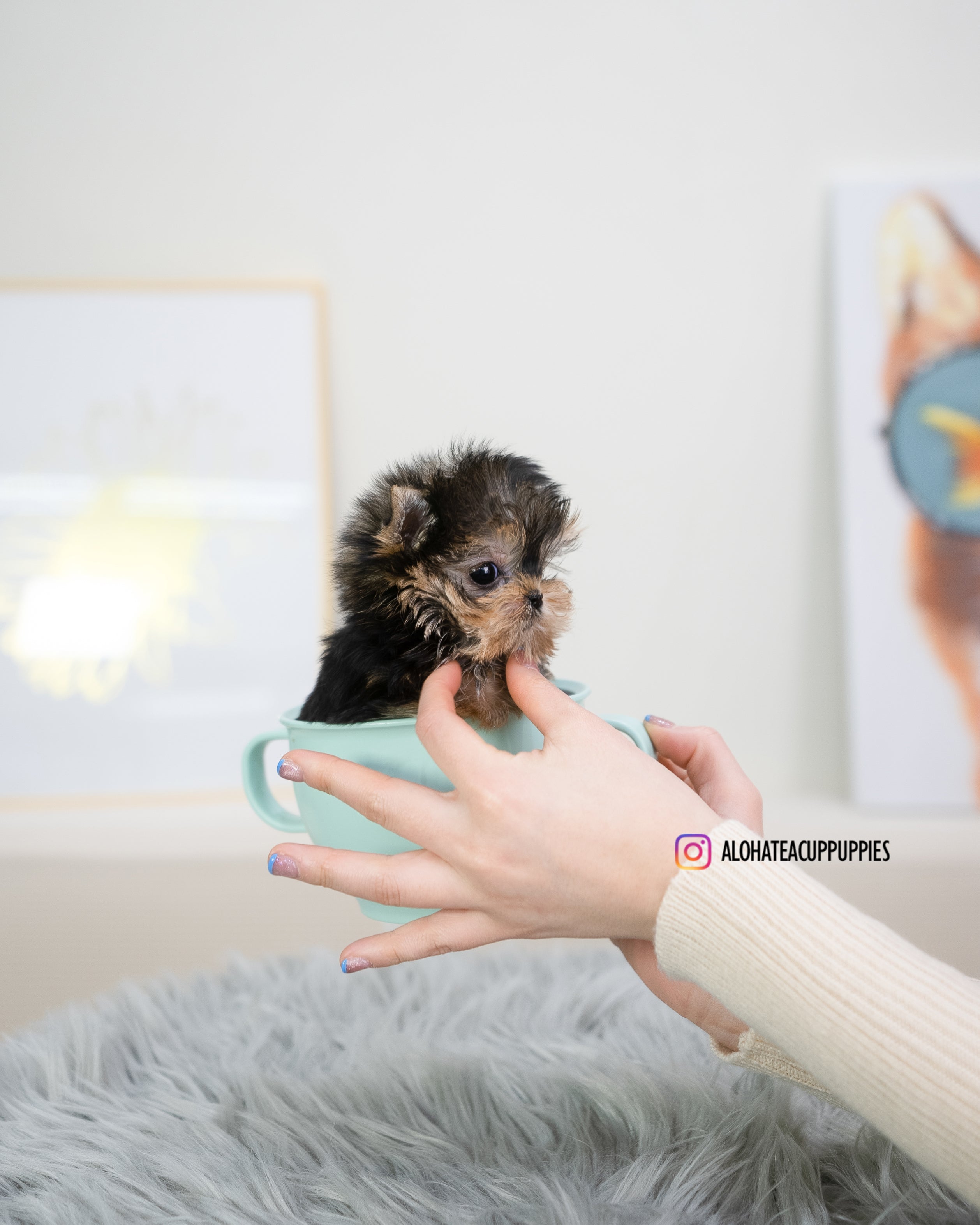 Holly [TEACUP YORKIE]