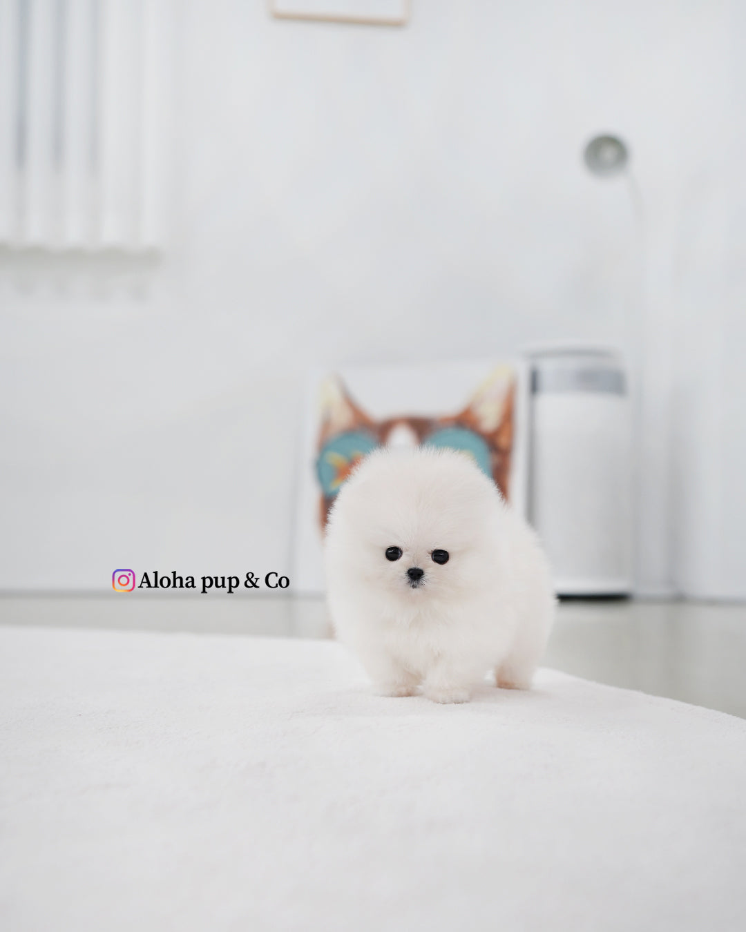 基亚拉 [茶杯博美犬]