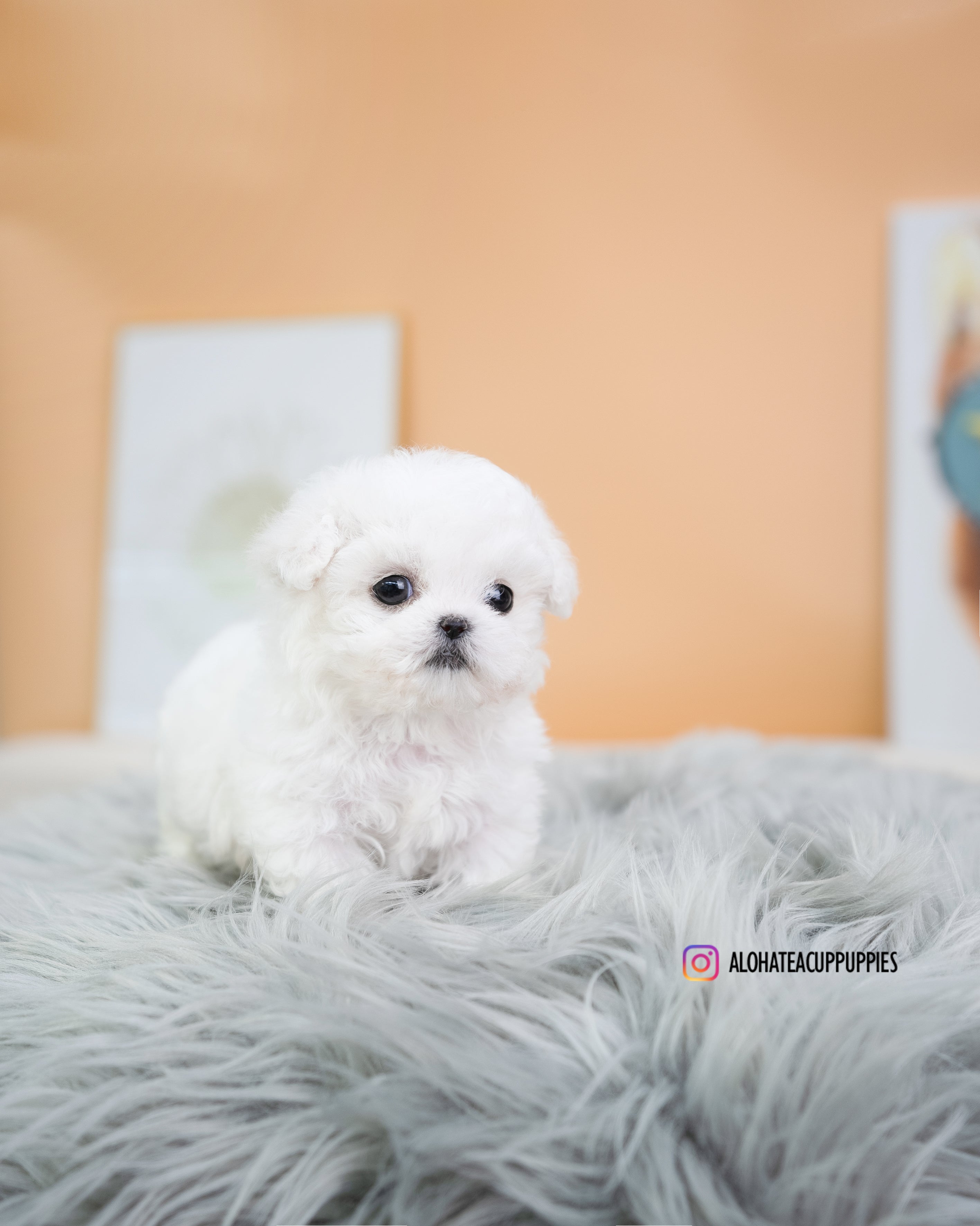 kiko [TEACUP BICHON]