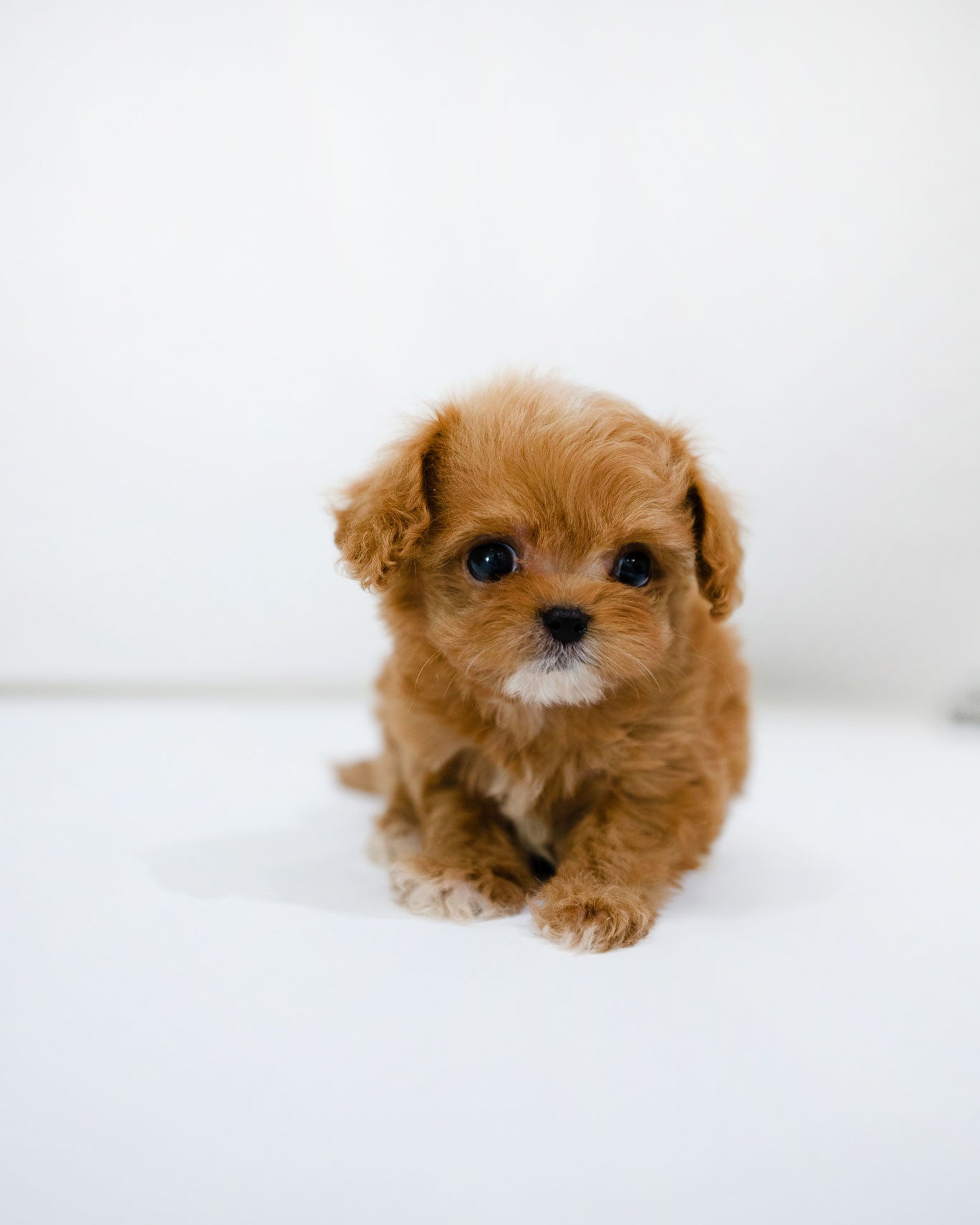 Cole [TEACUP MALTIPOO]
