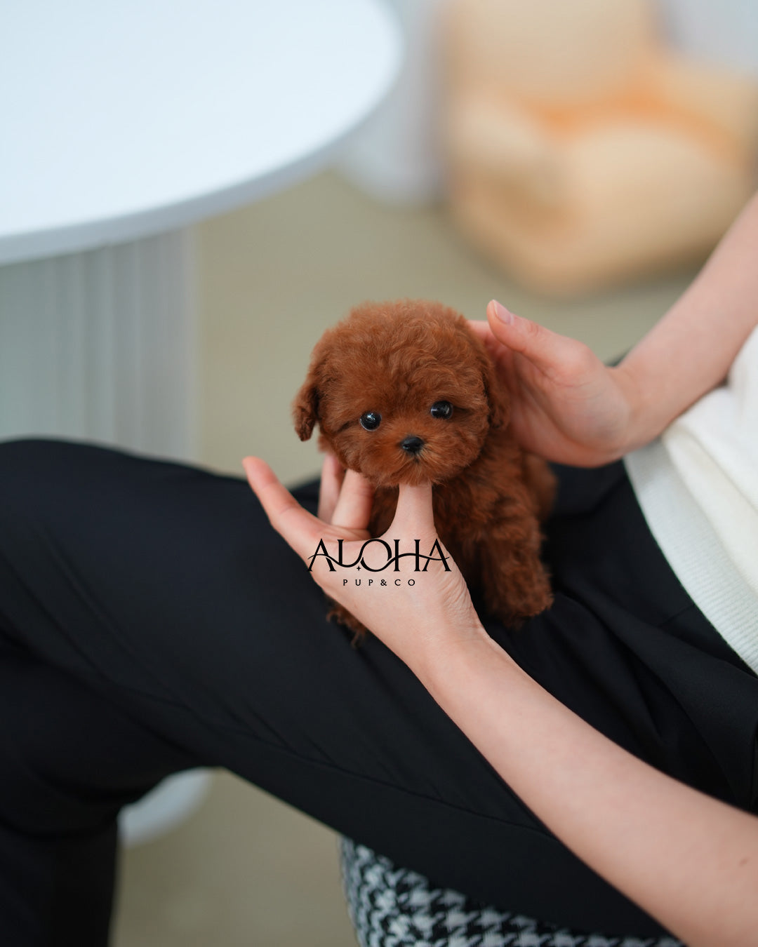 Jerry [TEACUP POODLE]