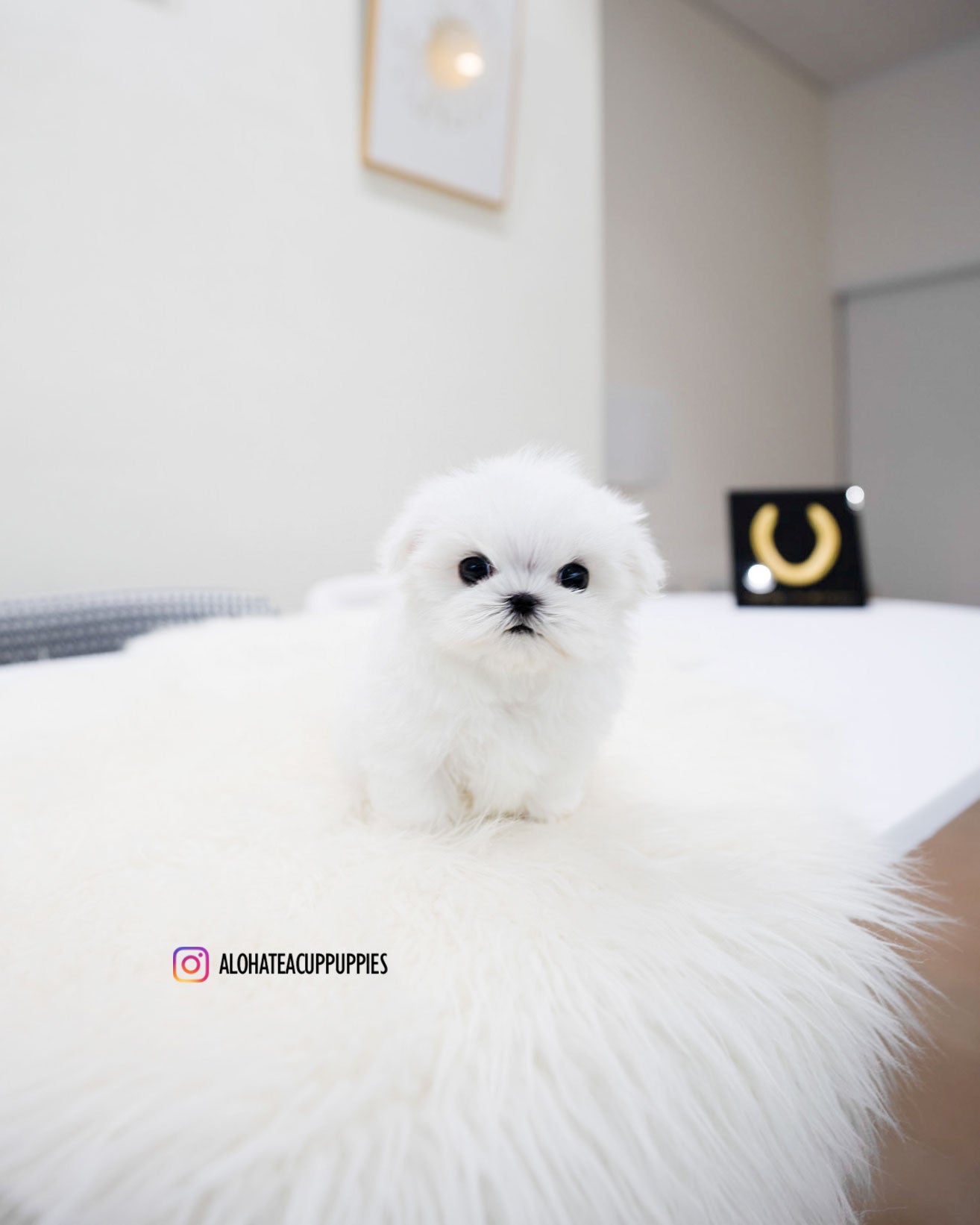 Lucky [TEACUP MALTESE]