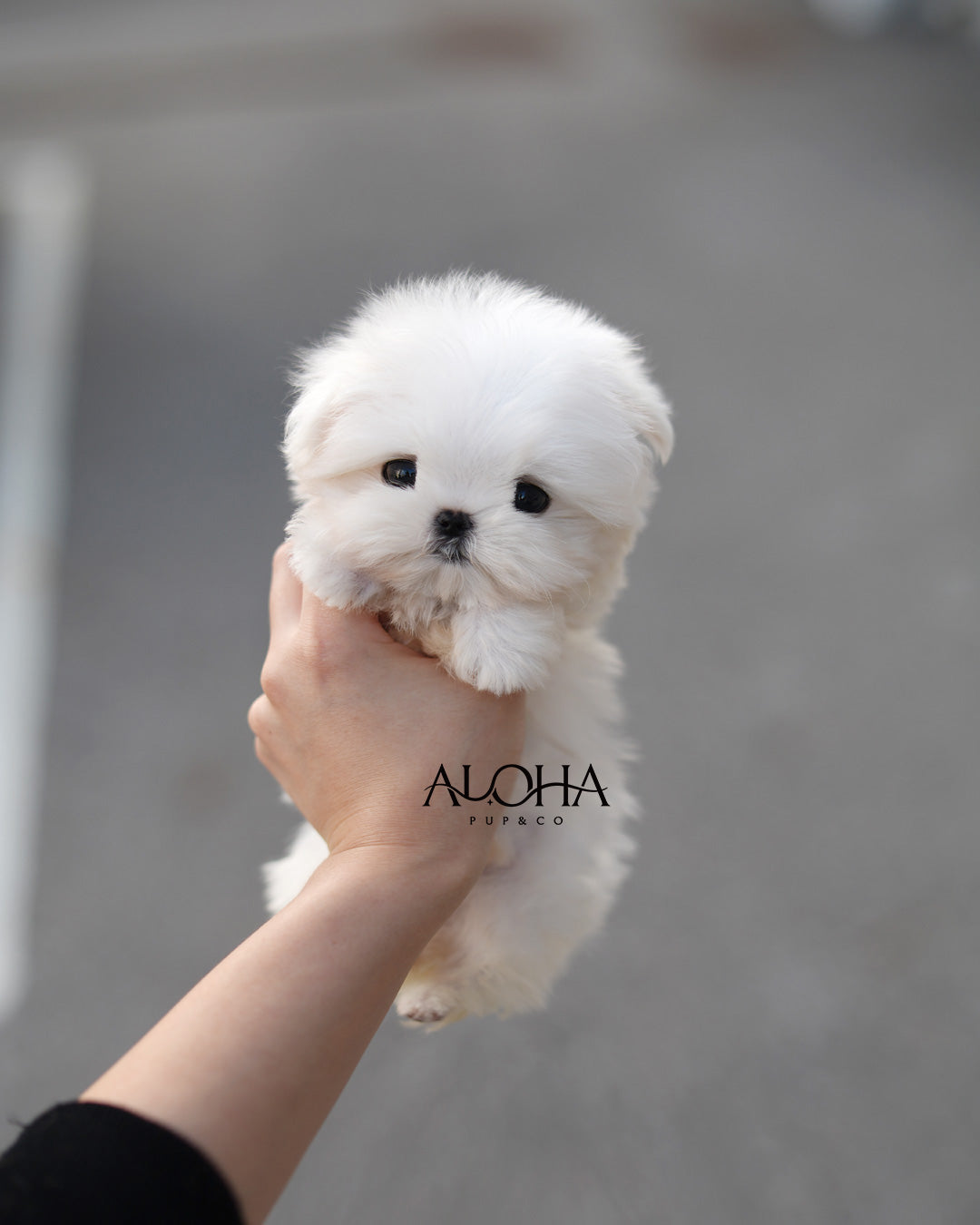 Coby [TEACUP Maltese]
