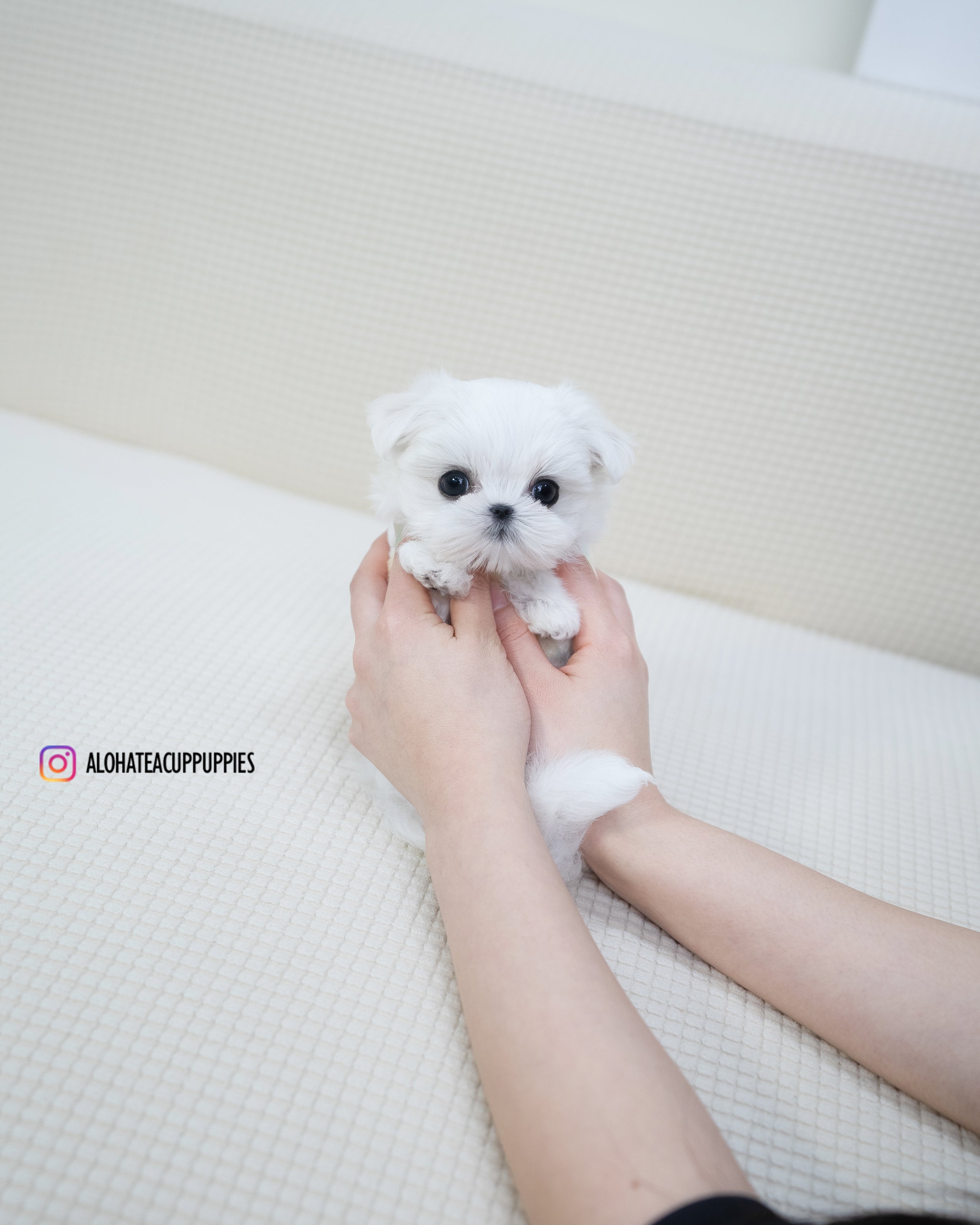 Buzz [TEACUP MALTESE]