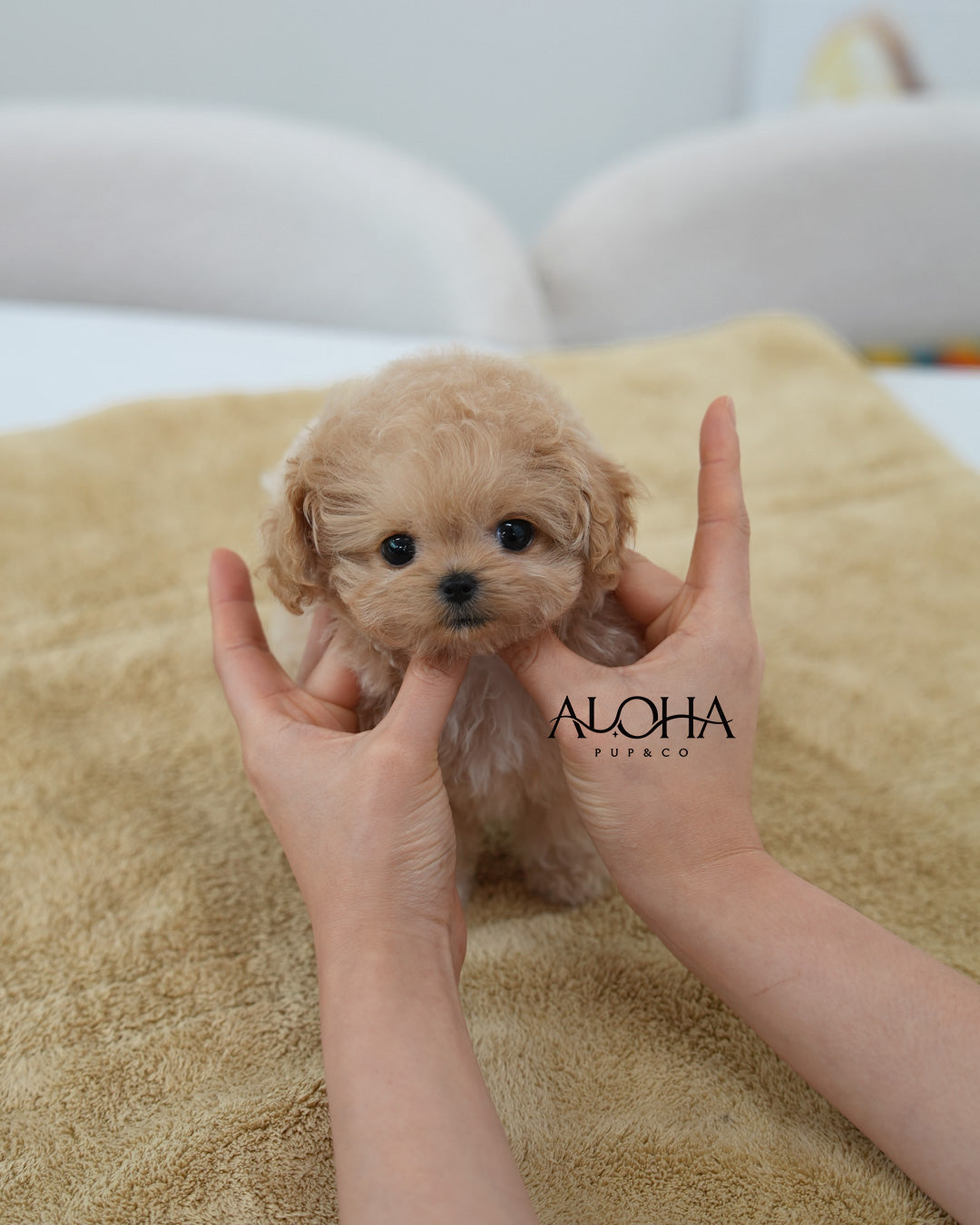 Mabie [TEACUP MALTIPOO]