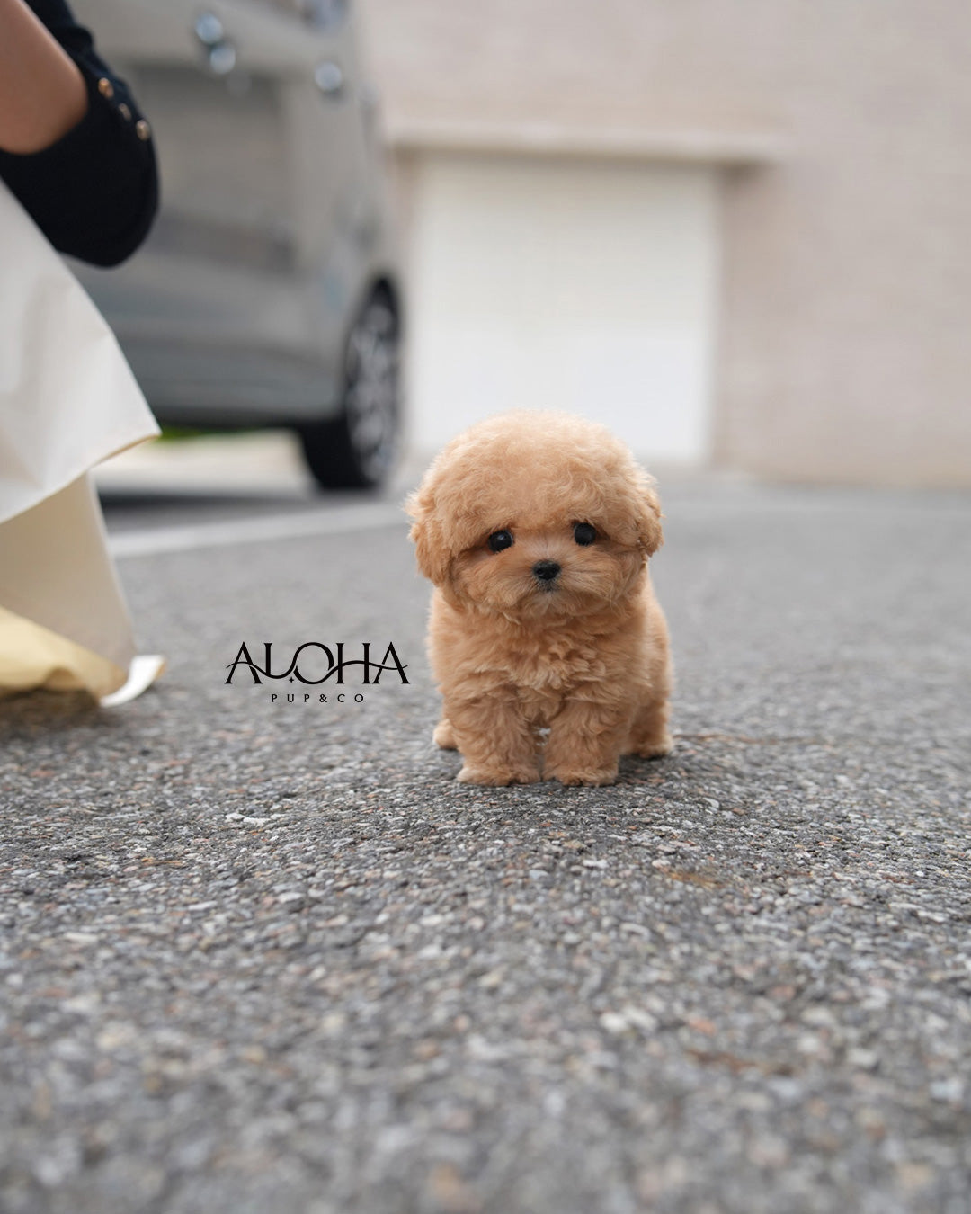 Rory [TEACUP POODLE]