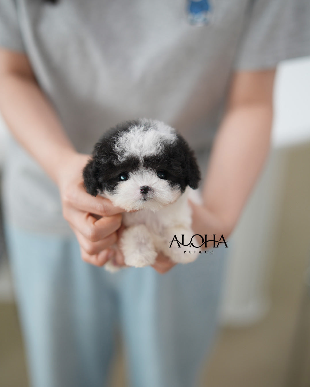 Lucy [TEACUP POODLE]