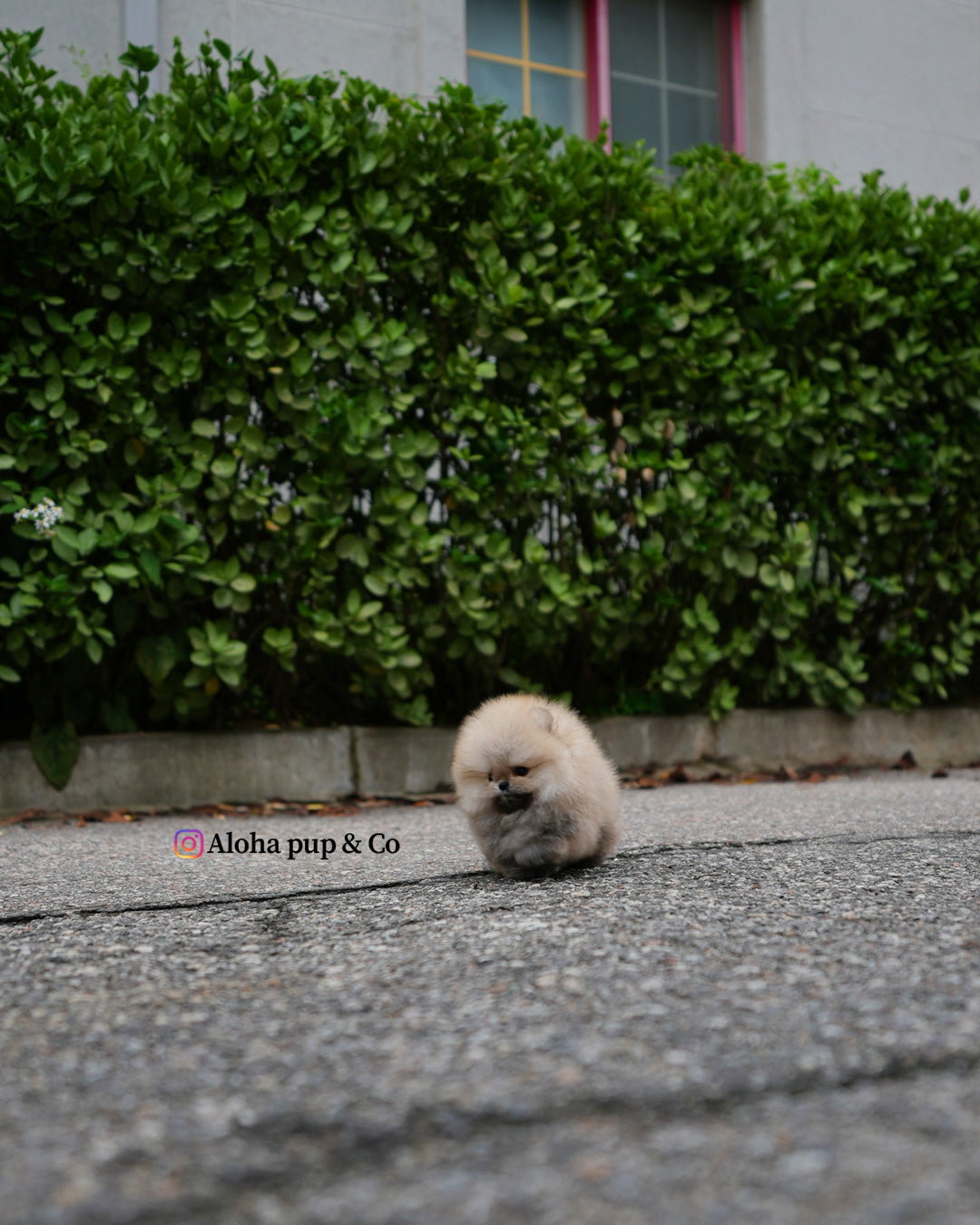Eto [POMERANIA TAZA DE TÉ]