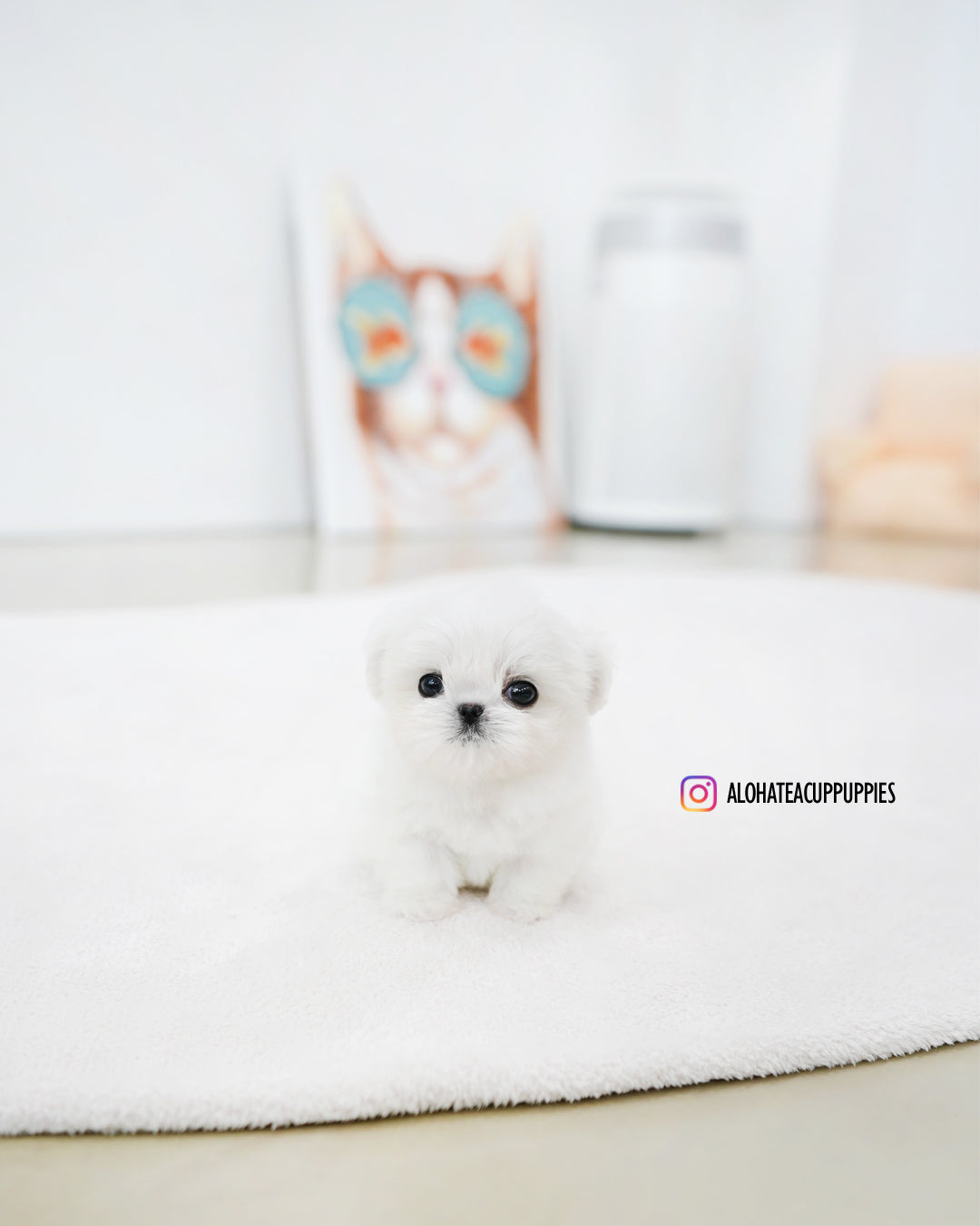 Prin [TEACUP MALTESE]