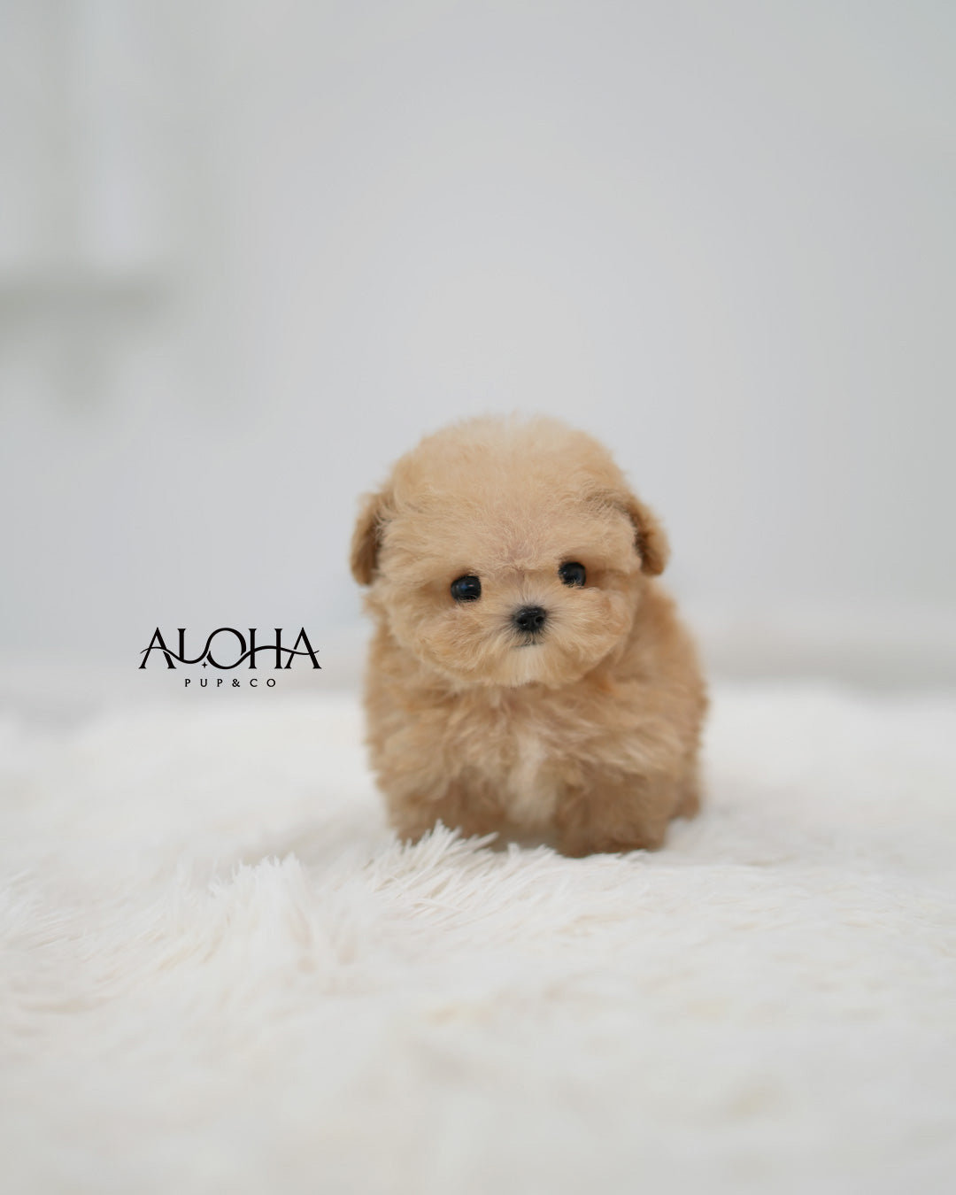 Leon [TEACUP POODLE]