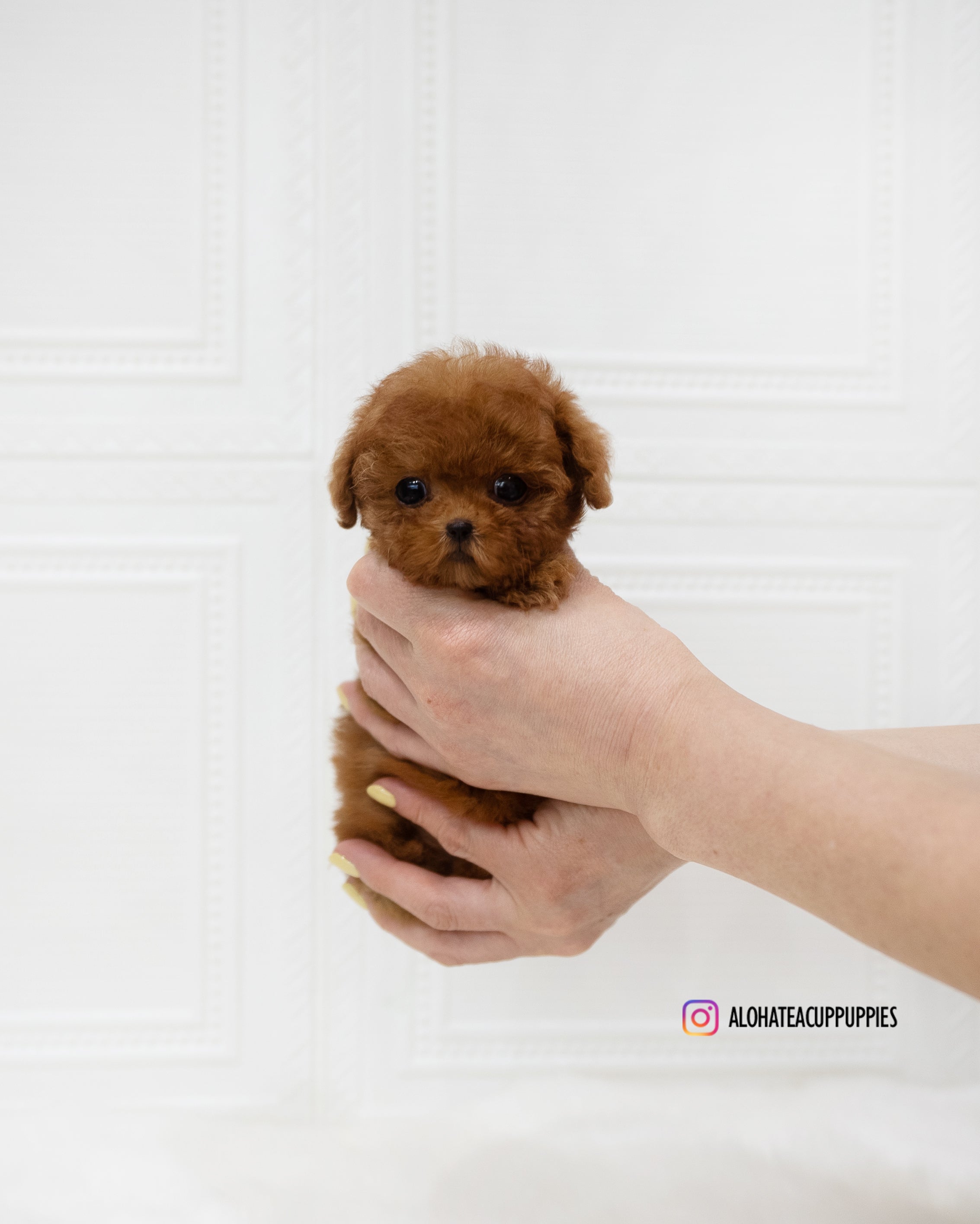 Dorothy [TEACUP POODLE]
