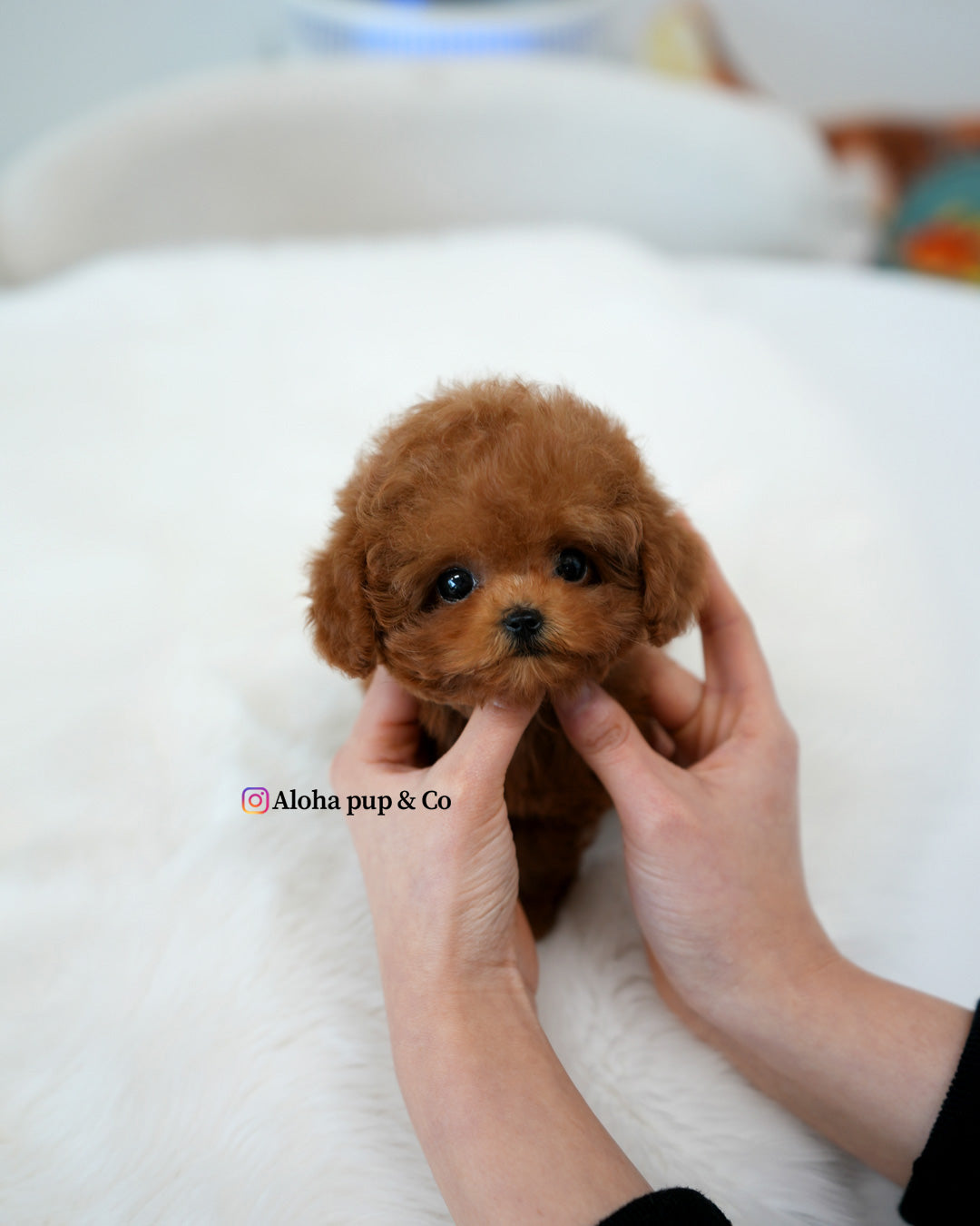 Maple [TEACUP MALTIPOO]