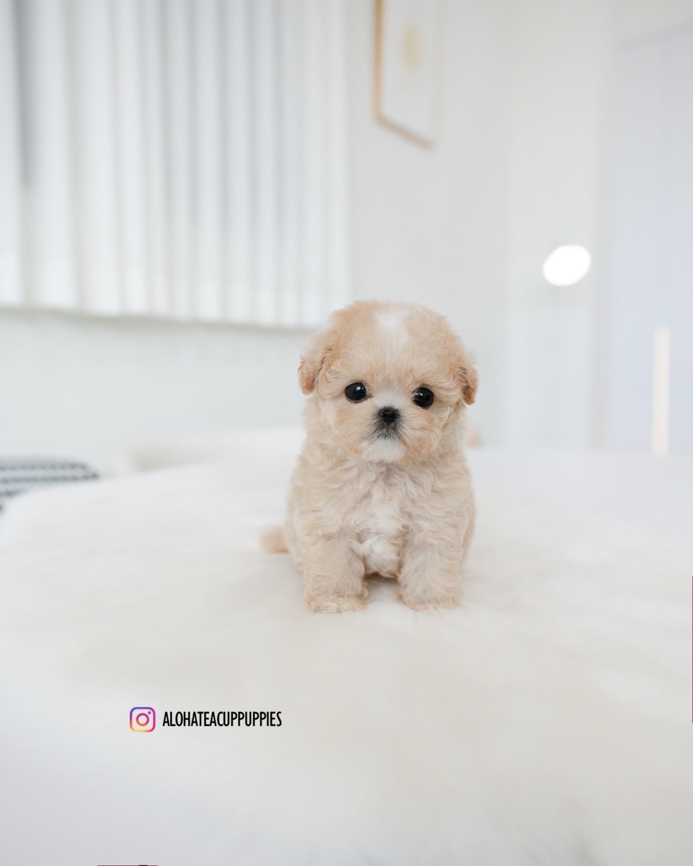 Cheese [TEACUP MALTIPOO]