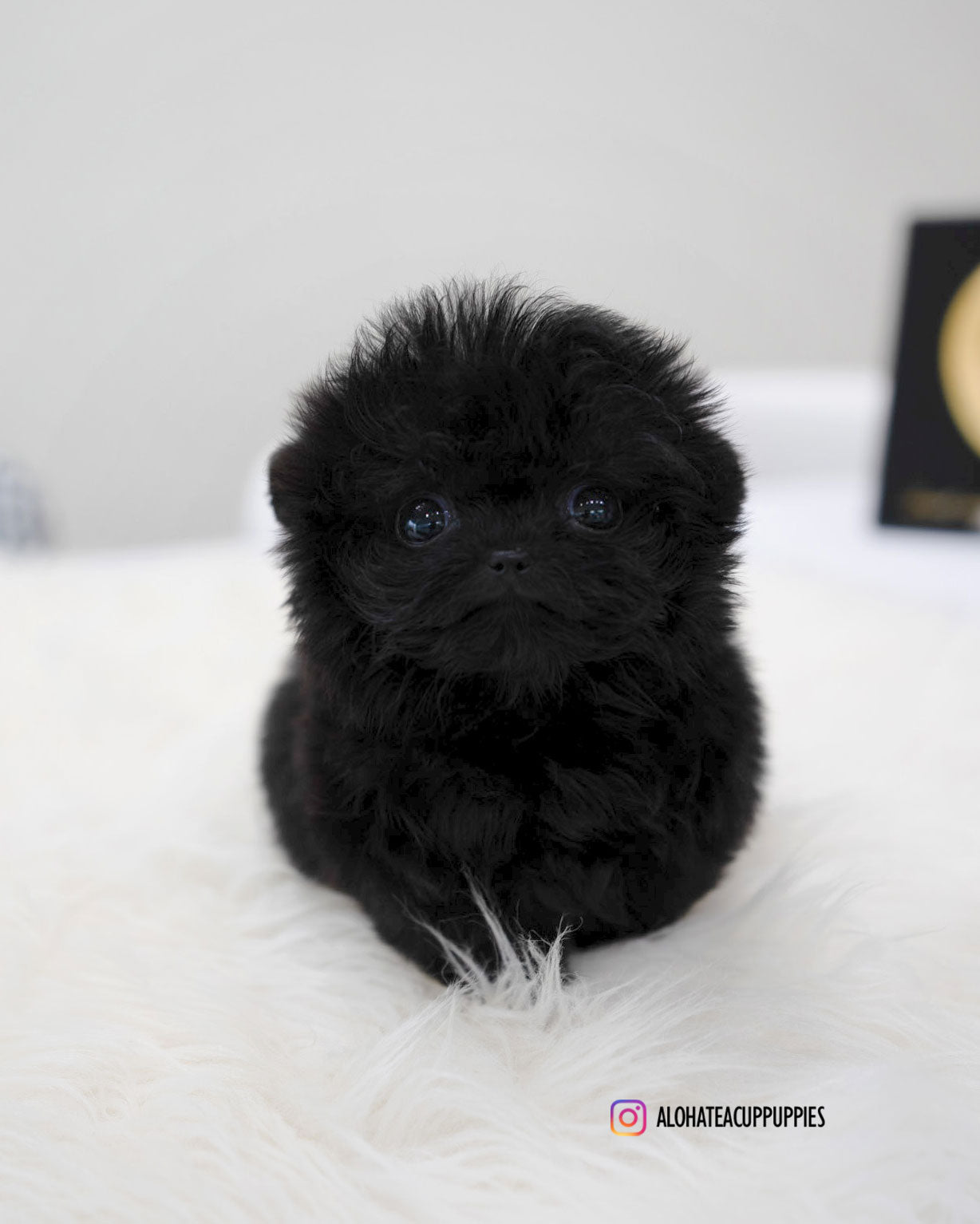 Bin [TEACUP MALTIPOO]
