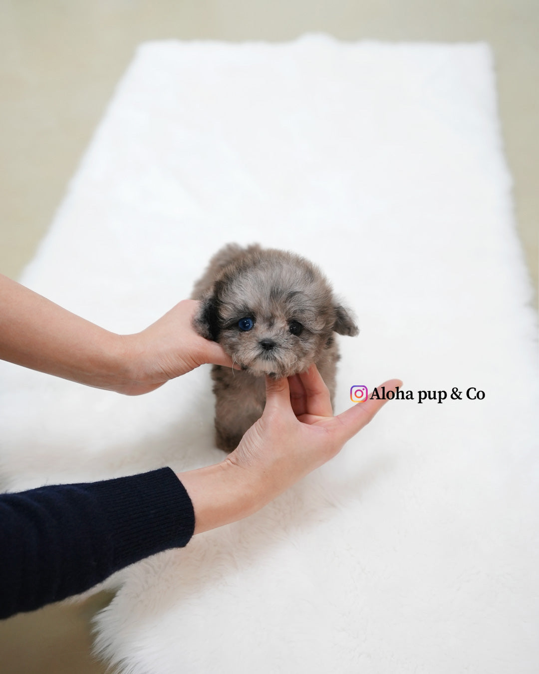 Marine [TEACUP MALTIPOO]