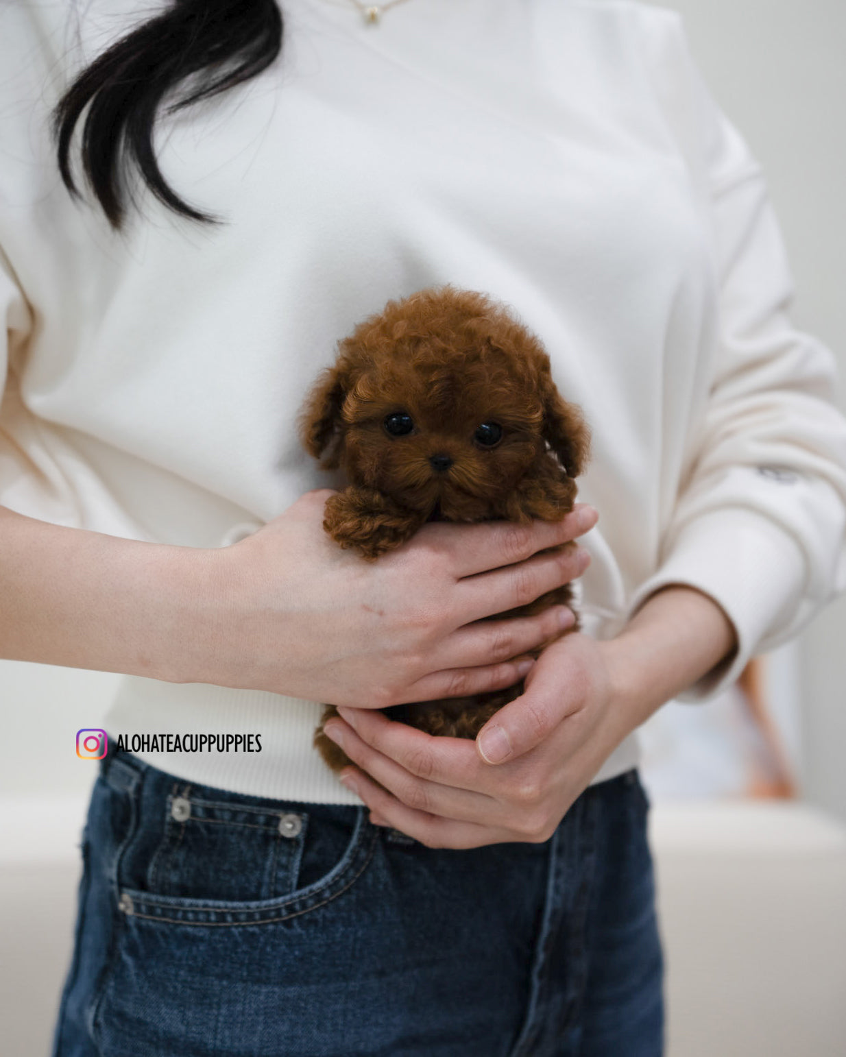Reve [TEACUP POODLE]
