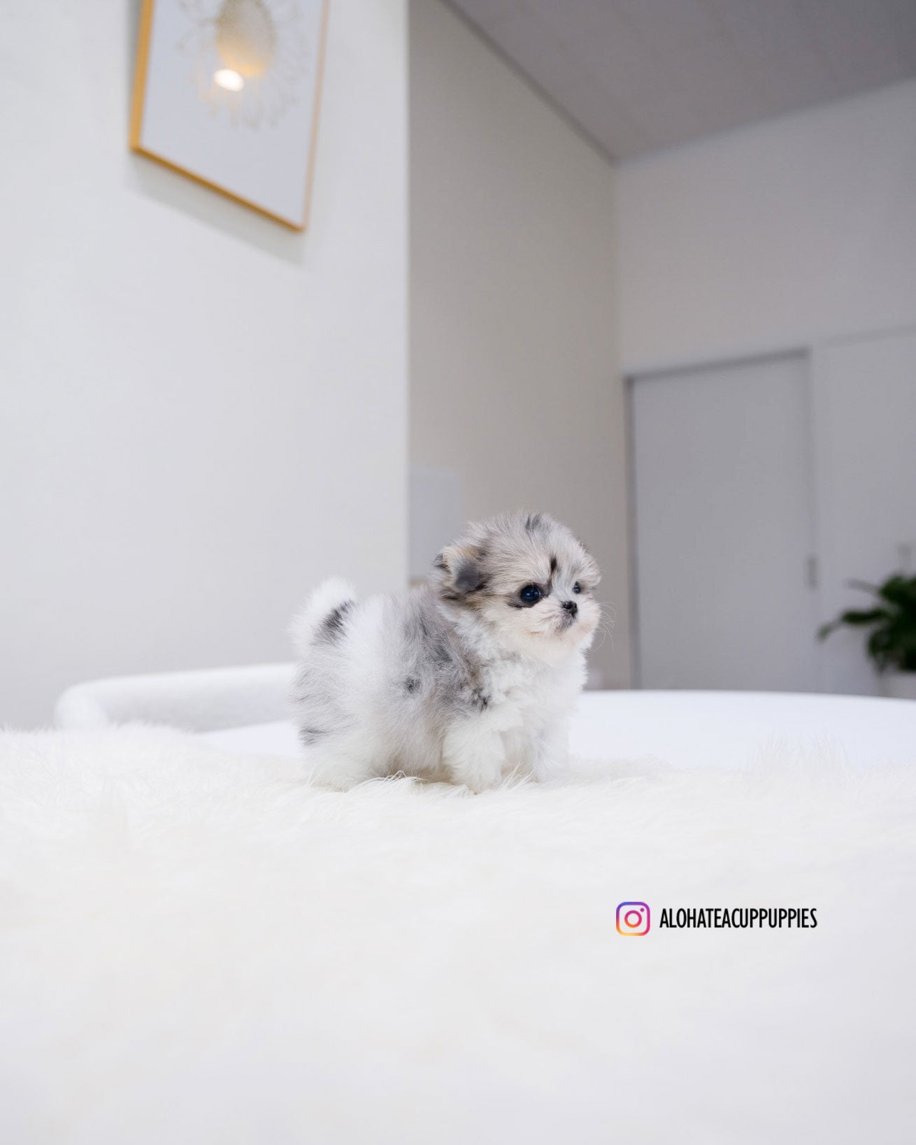 Raya [TEACUP Maltipom]