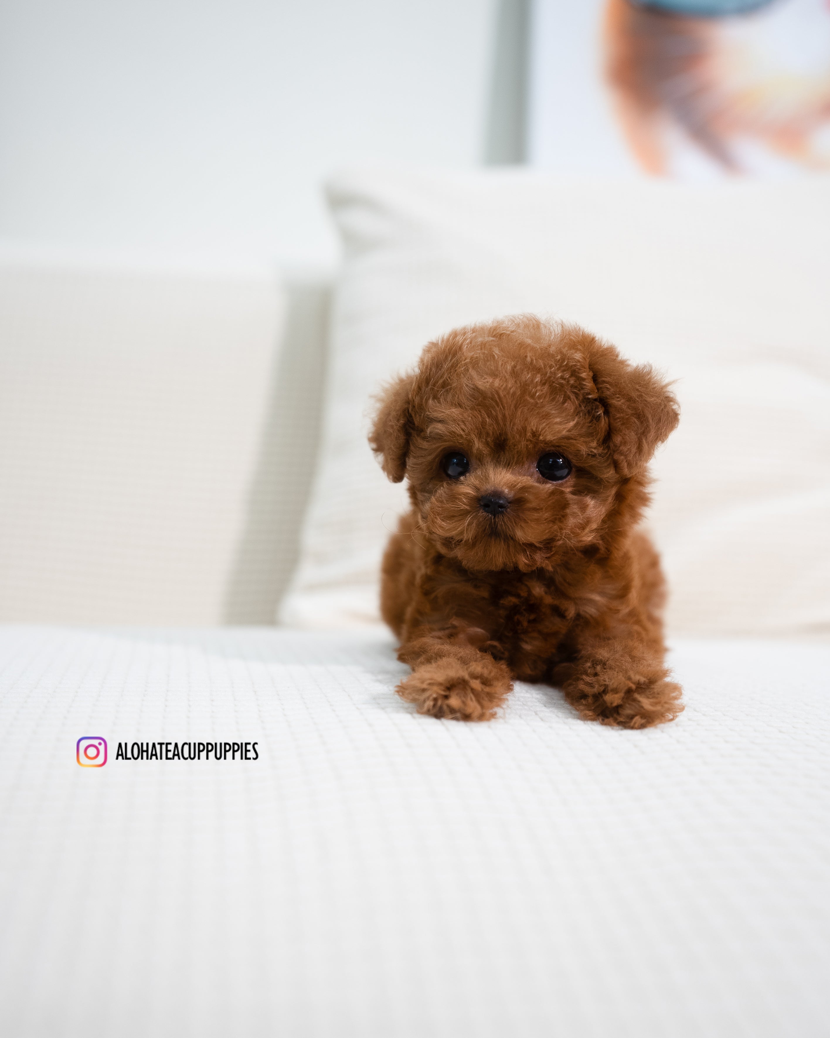 Angela [TEACUP POODLE]