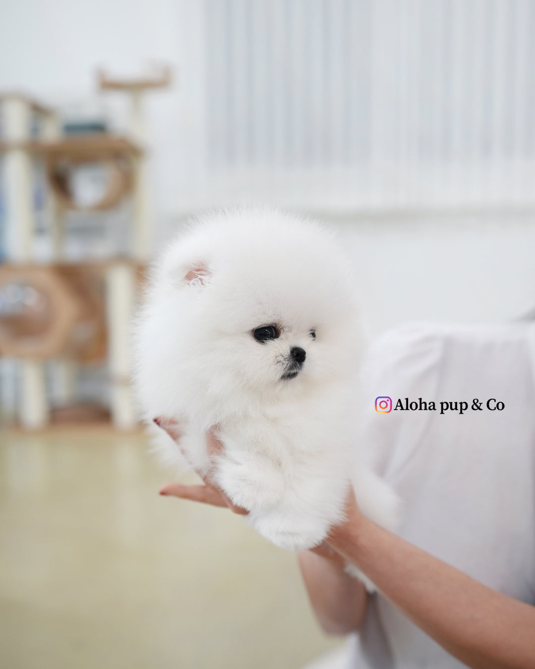 Biscuit [POMERANIA TAZA DE TÉ]