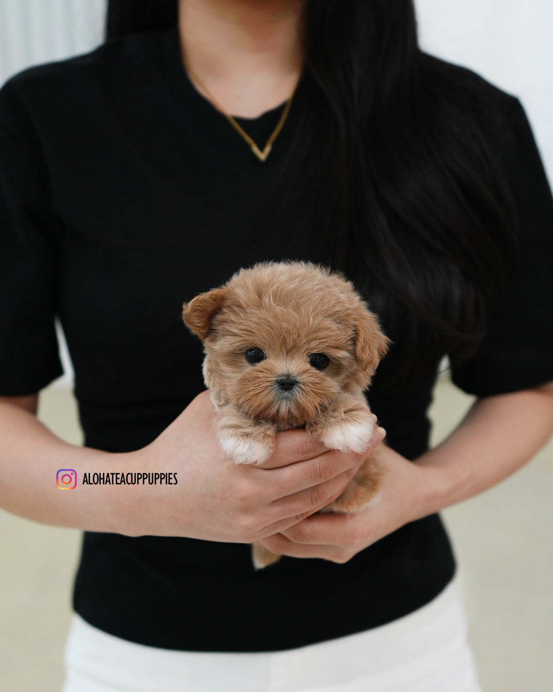 Bibi [TEACUP MALTIPOO]