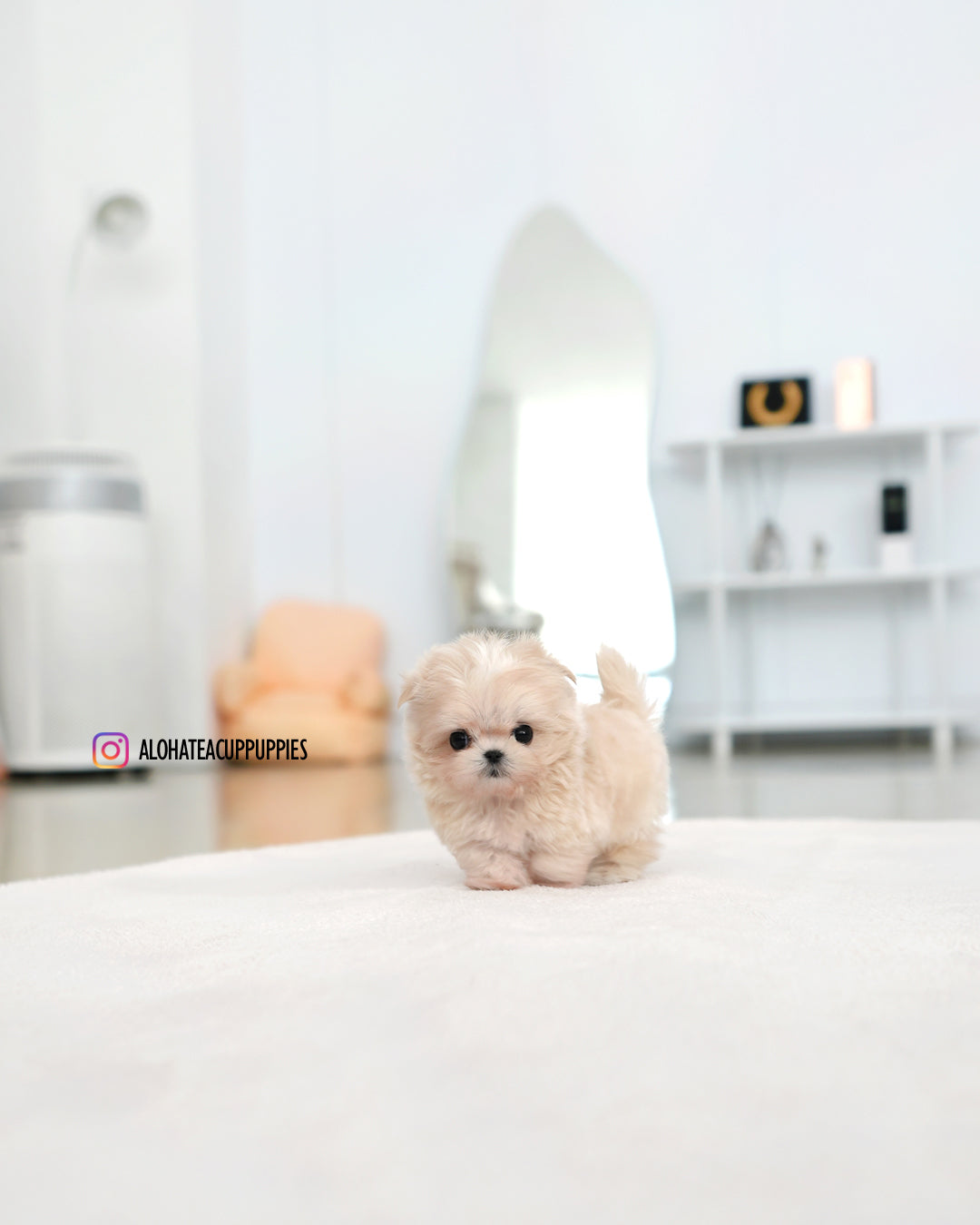 Lily [TEACUP MALTIPOO]