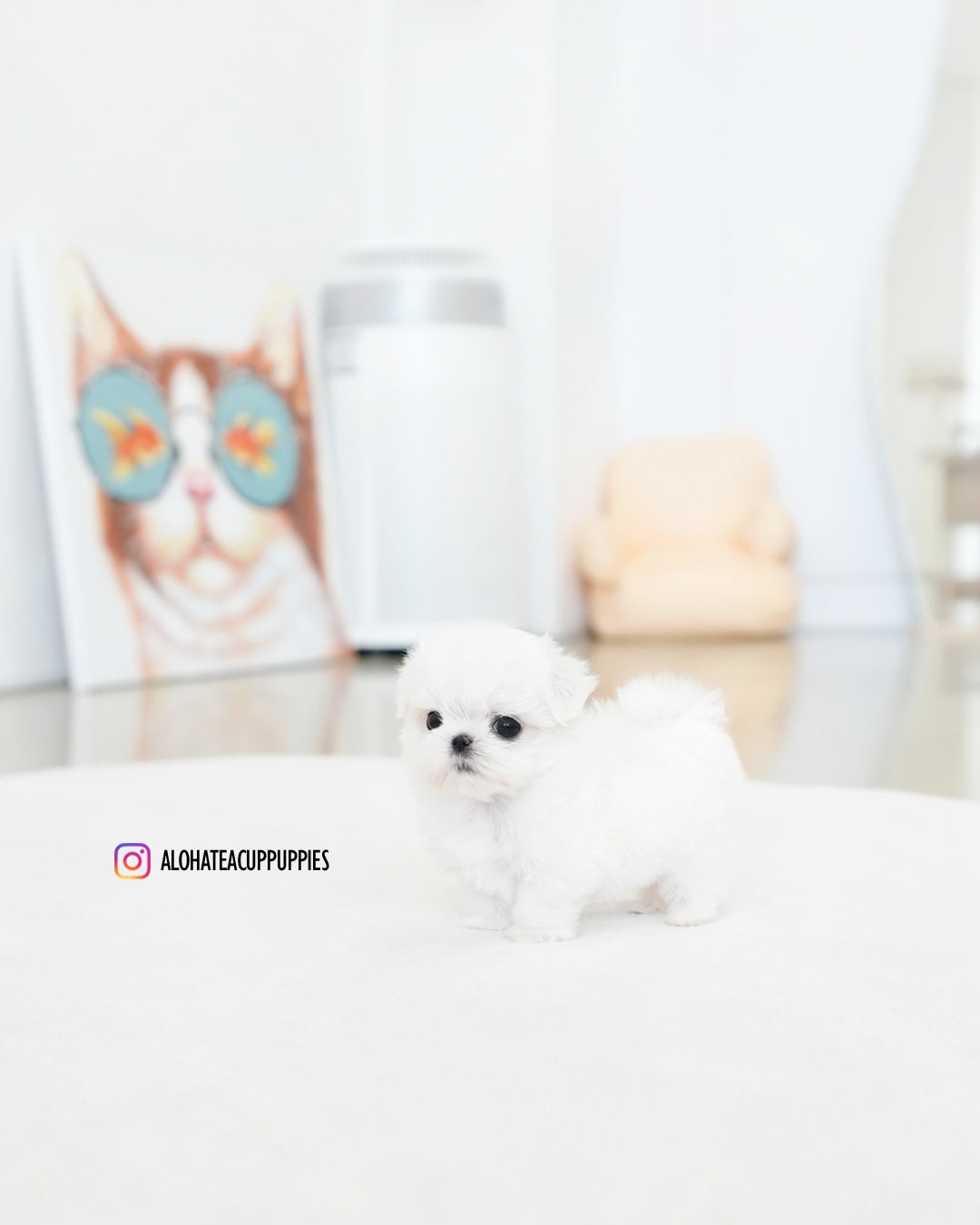 Joel [TEACUP MALTESE]