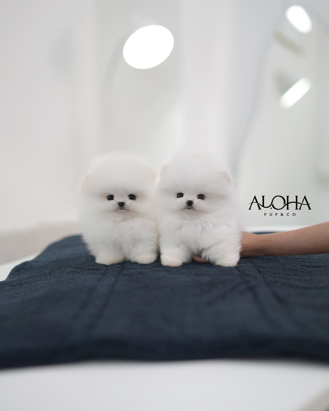 Cotton [TEACUP POMERANIAN]
