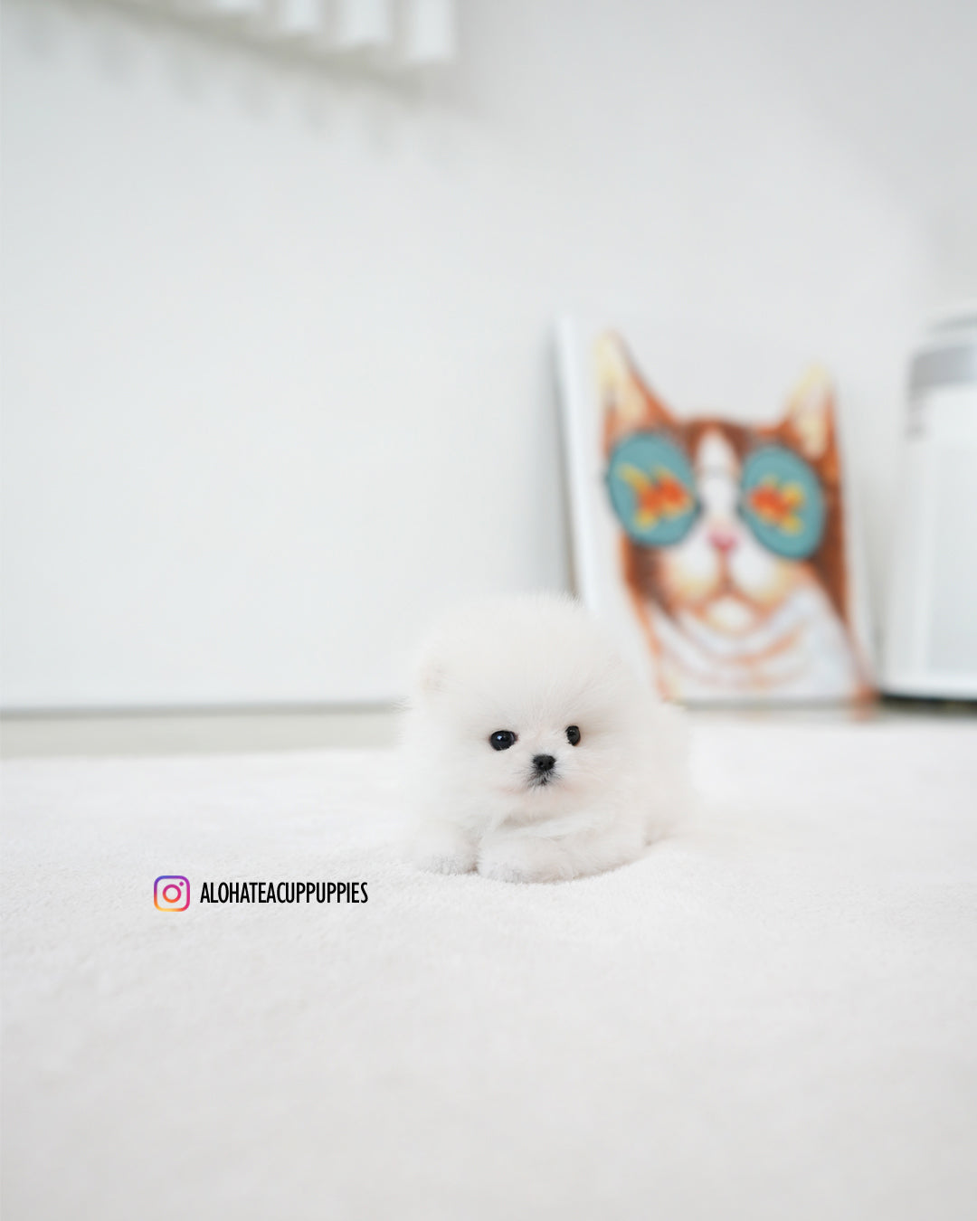 Mori [POMERANIA TAZA DE TÉ]