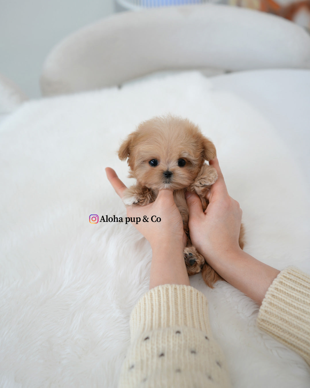 Mite [TEACUP MALTIPOO]