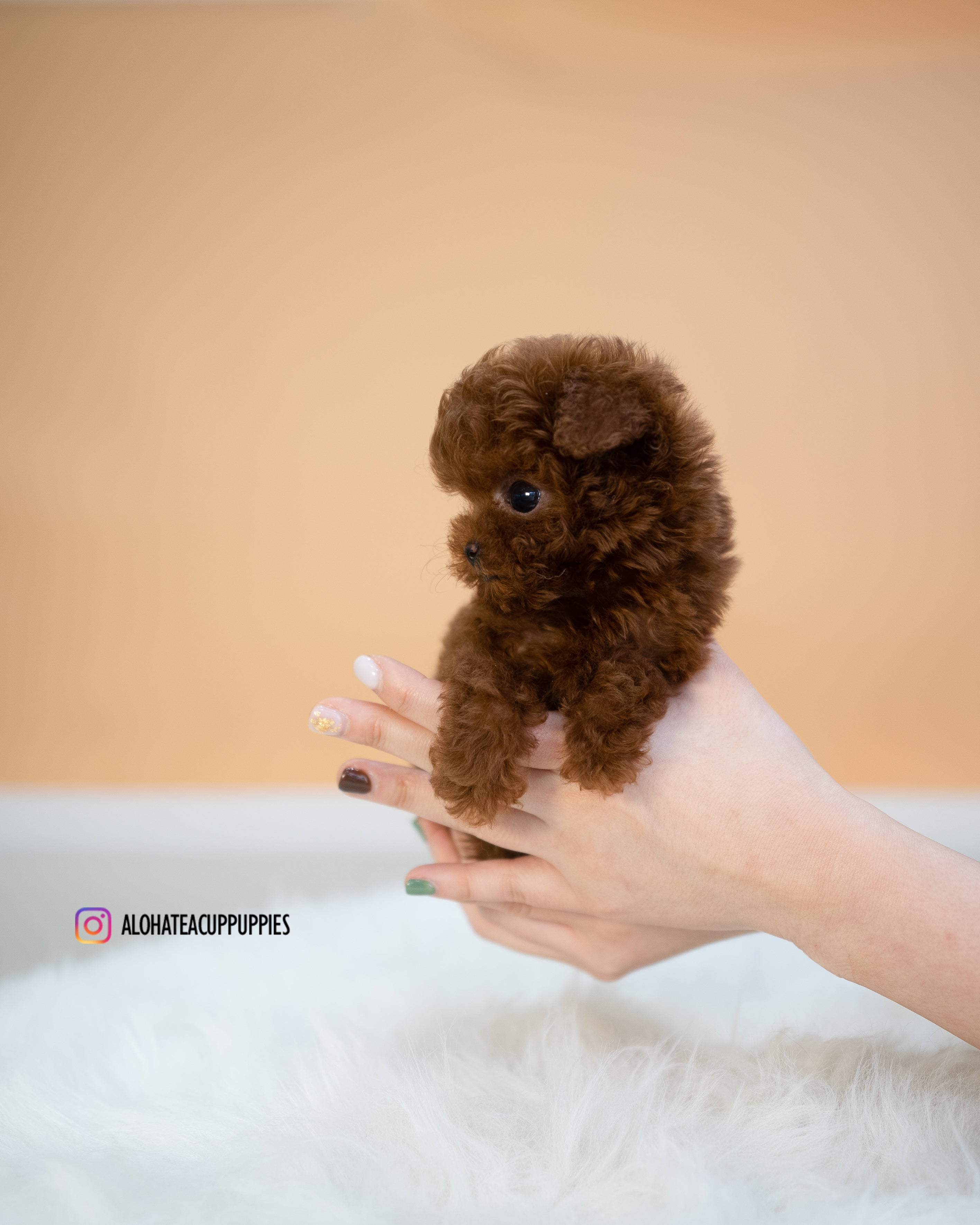 Mini [TEACUP POODLE]