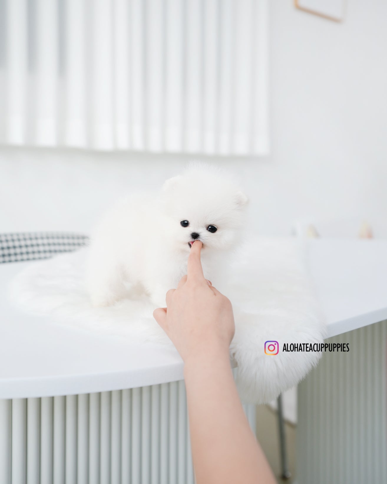 汤姆 [茶杯博美犬]