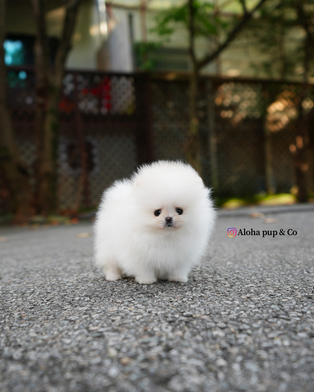 Nora [POMERANIA TAZA DE TÉ]