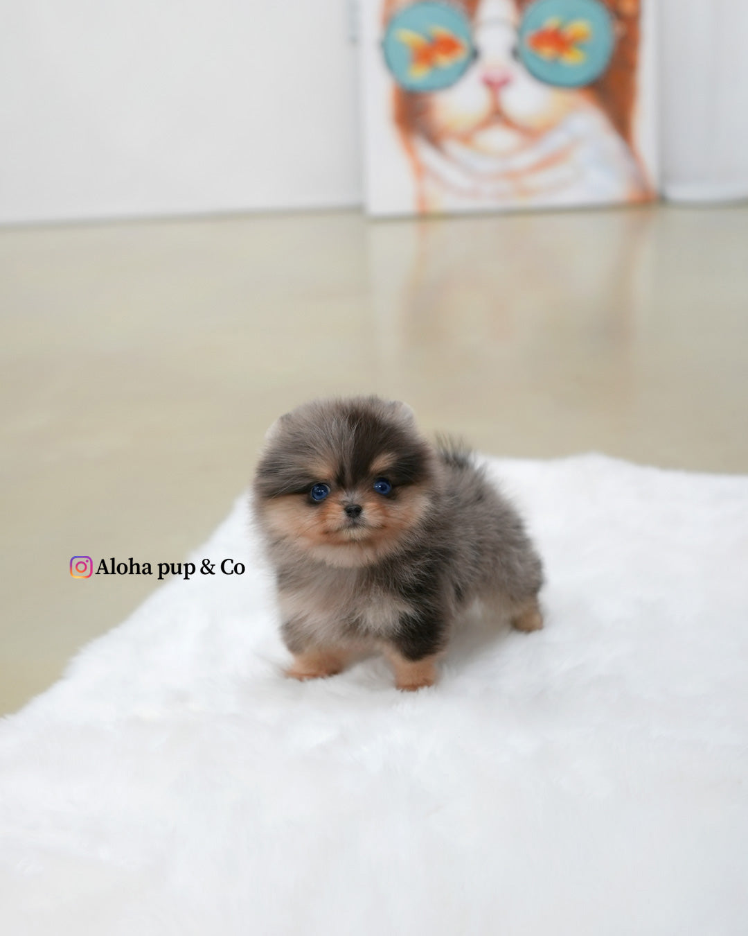 Lyn [POMERANIA TACITA DE TÉ]
