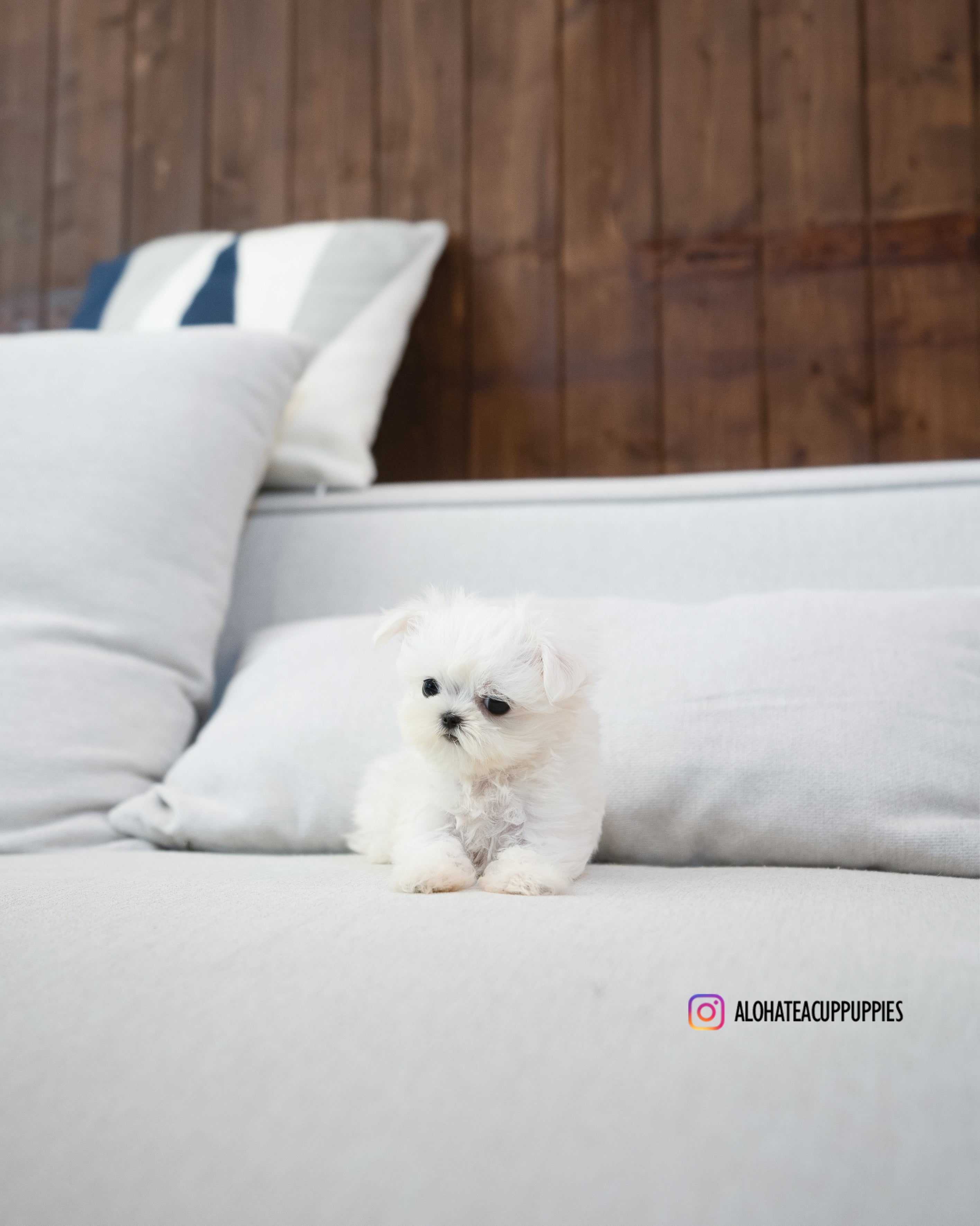 Eblin [TEACUP MALTESE]