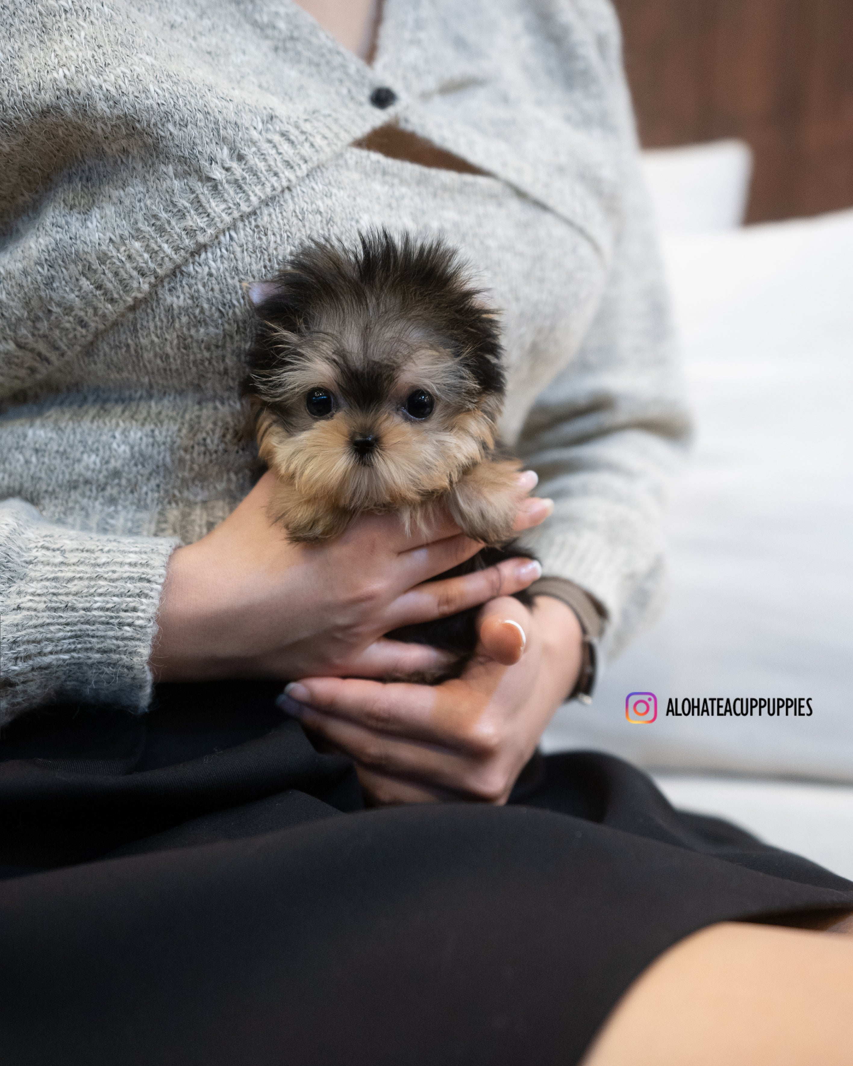 Barbie [TEACUP YORKIE]
